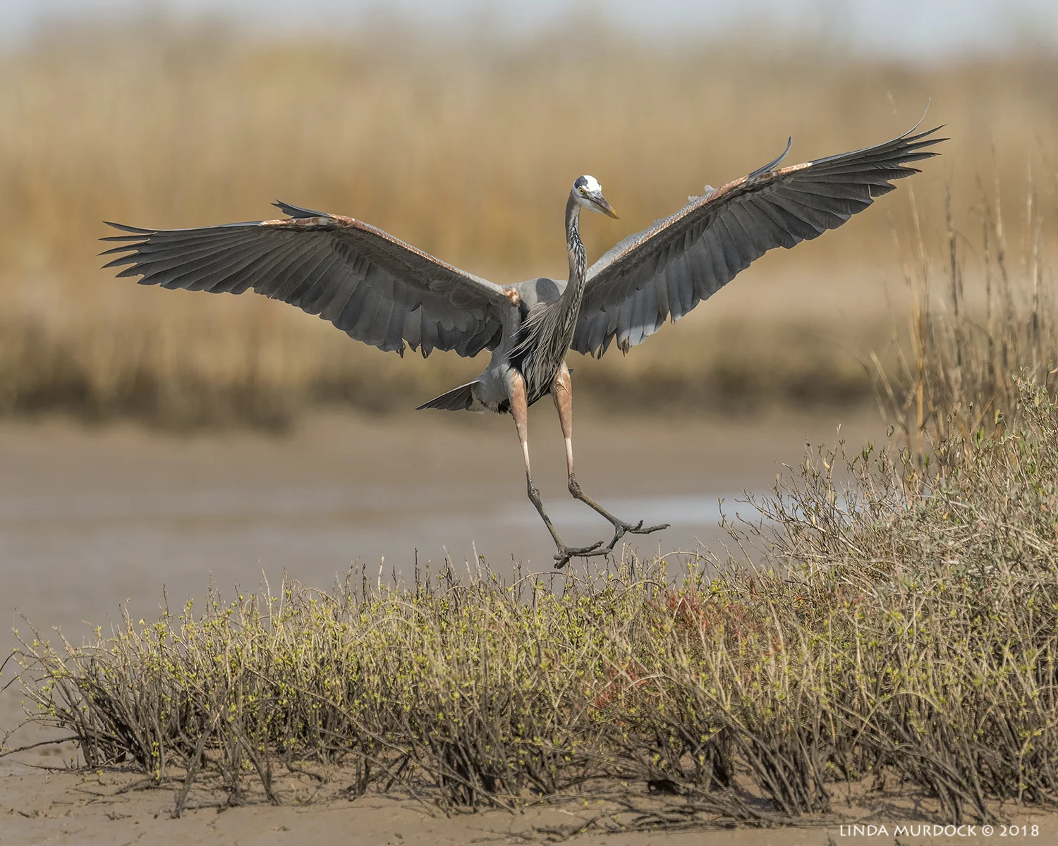And here is MY new space... Nikon D810 with NIKKOR 500mm f/4E VR + Nikon 1.4x TC ~ 1/2500 sec f/7.1 ISO 640; tripod