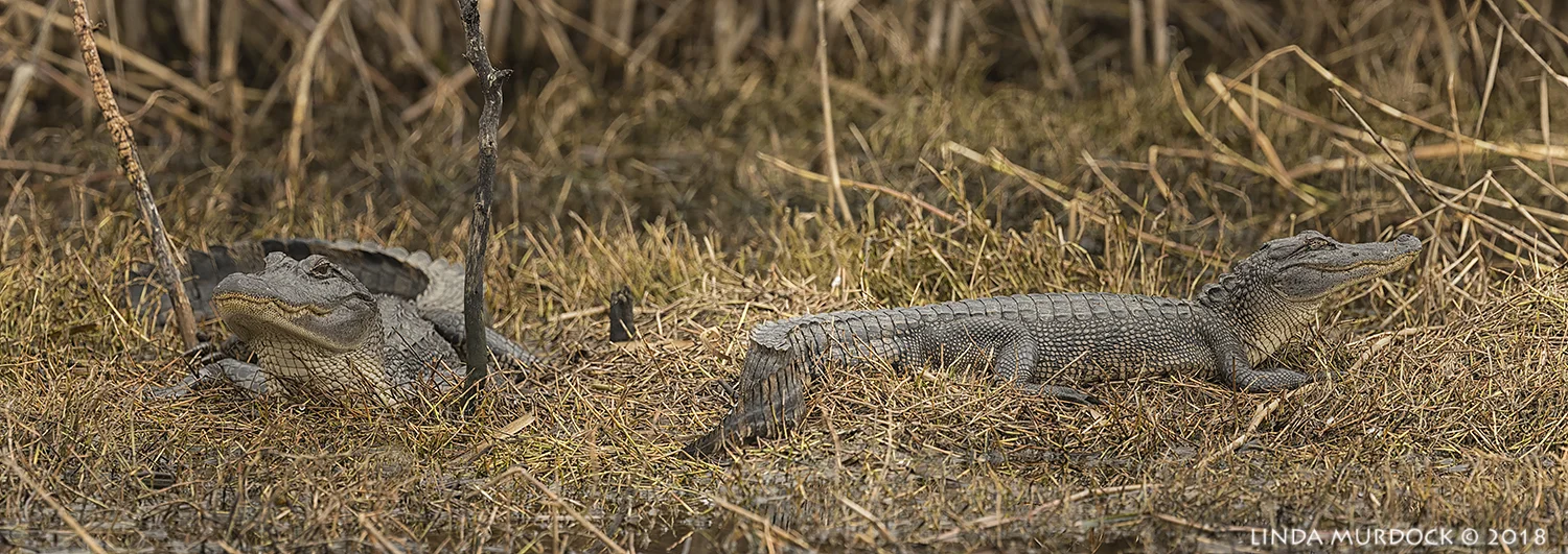 Study in inaction Nikon D810 with NIKKOR 500mm f/4E VR + Nikon 1.4x TC ~ 1/400 sec f/8.0 ISO 800; tripod