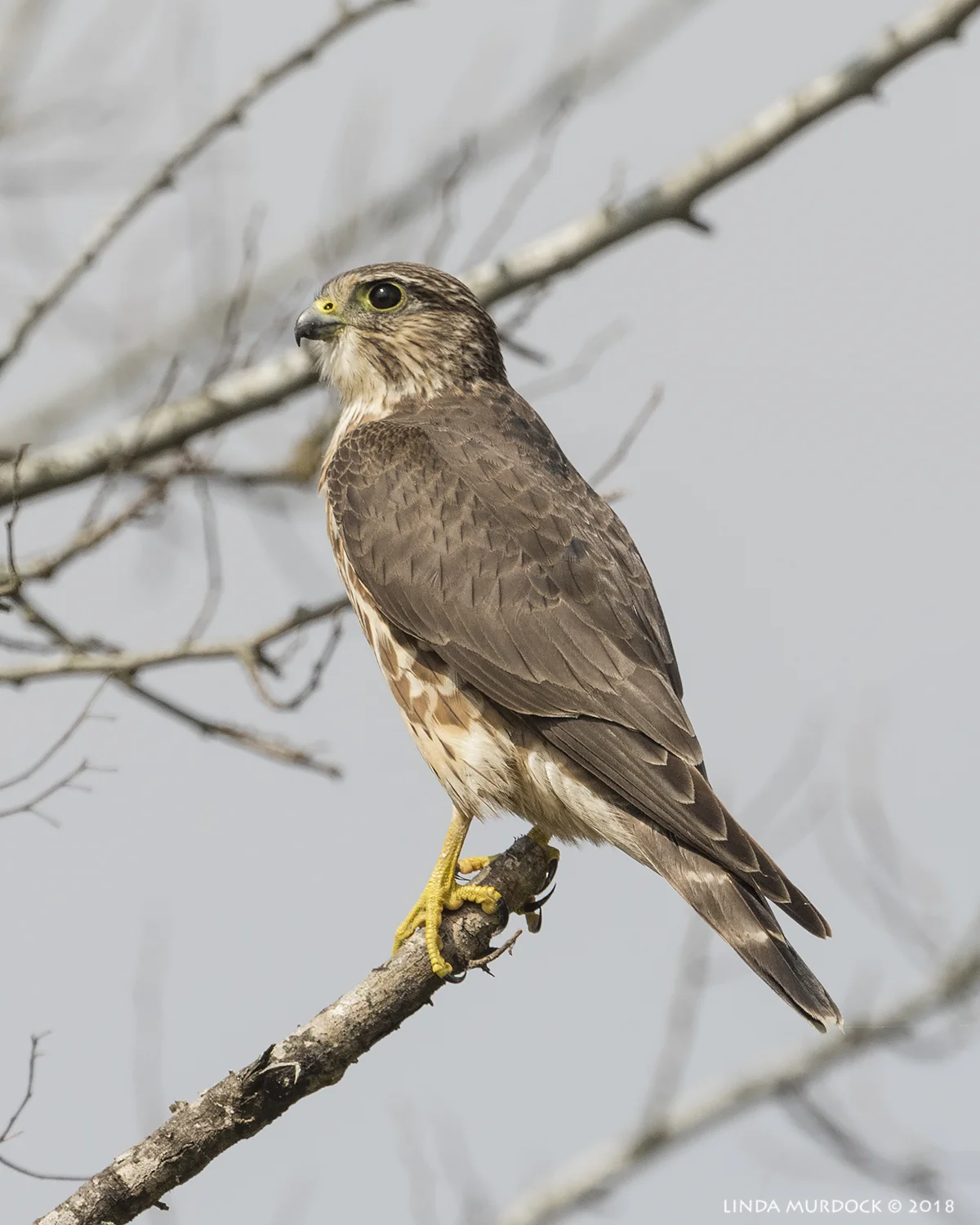 Such a regal bird ikon D810 with NIKKOR 500mm f/4E VR + Nikon 1.4x TC ~ 1/2500 sec f/7.1 ISO 800; braced on truck window
