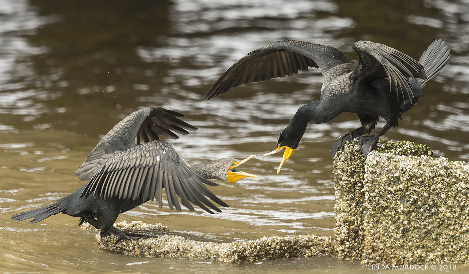 Double-crested Cormorants in a friendly encounter... Nikon D810 with NIKKOR 500mm f/4E VR + Nikon 1.4x TC ~ 1/1600 sec f/6.3 ISO 1600; tripod