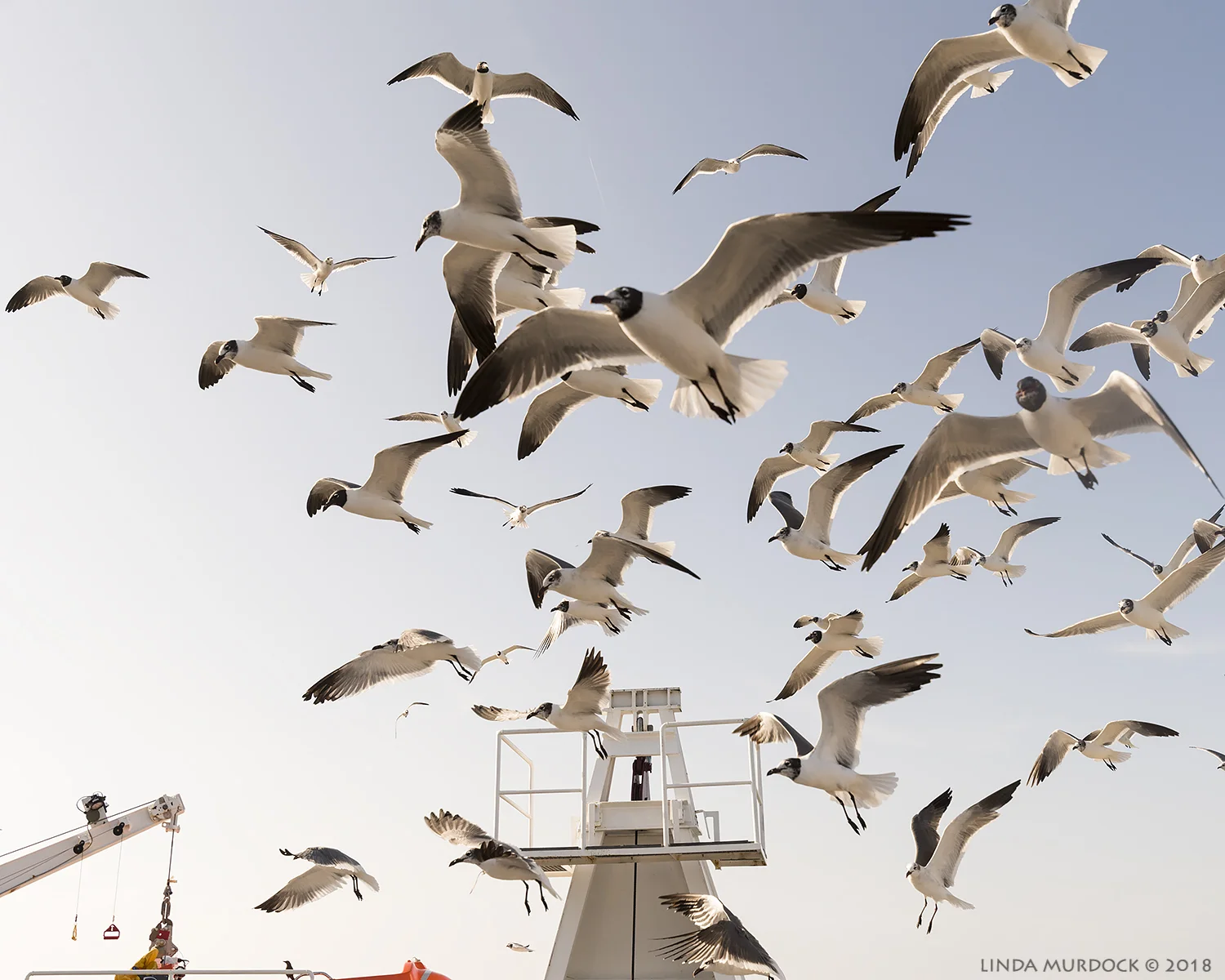 Laughing Gulls are getting black heads for breeding plumage Nikon D810 with Tamron 15-30 f/2.8 ~ 1/1600 sec f/6.3 ISO 1600 ; hand-held