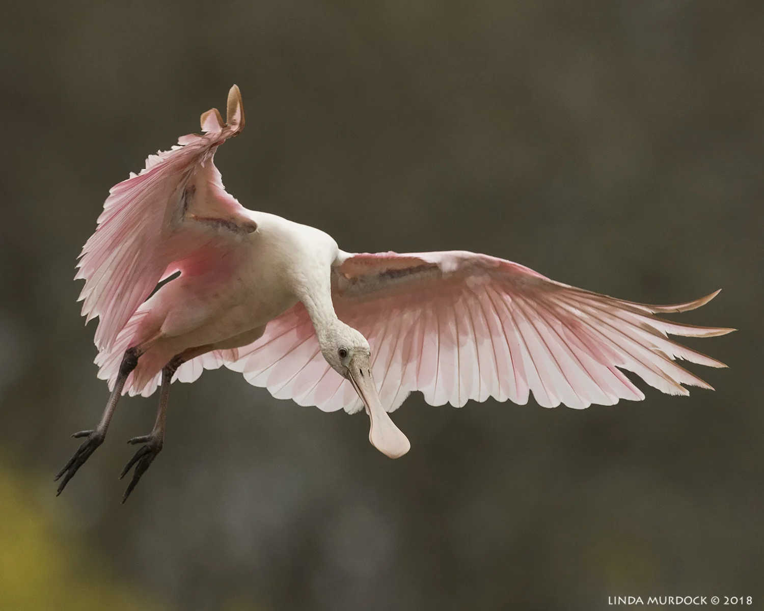 Young Roseate Spoonbill coming in for a landing Nikon D810 with NIKKOR 500mm f/4E VR + Nikon 1.4x TC ~ 1/2500 sec f/7.1 ISO 800; tripod
