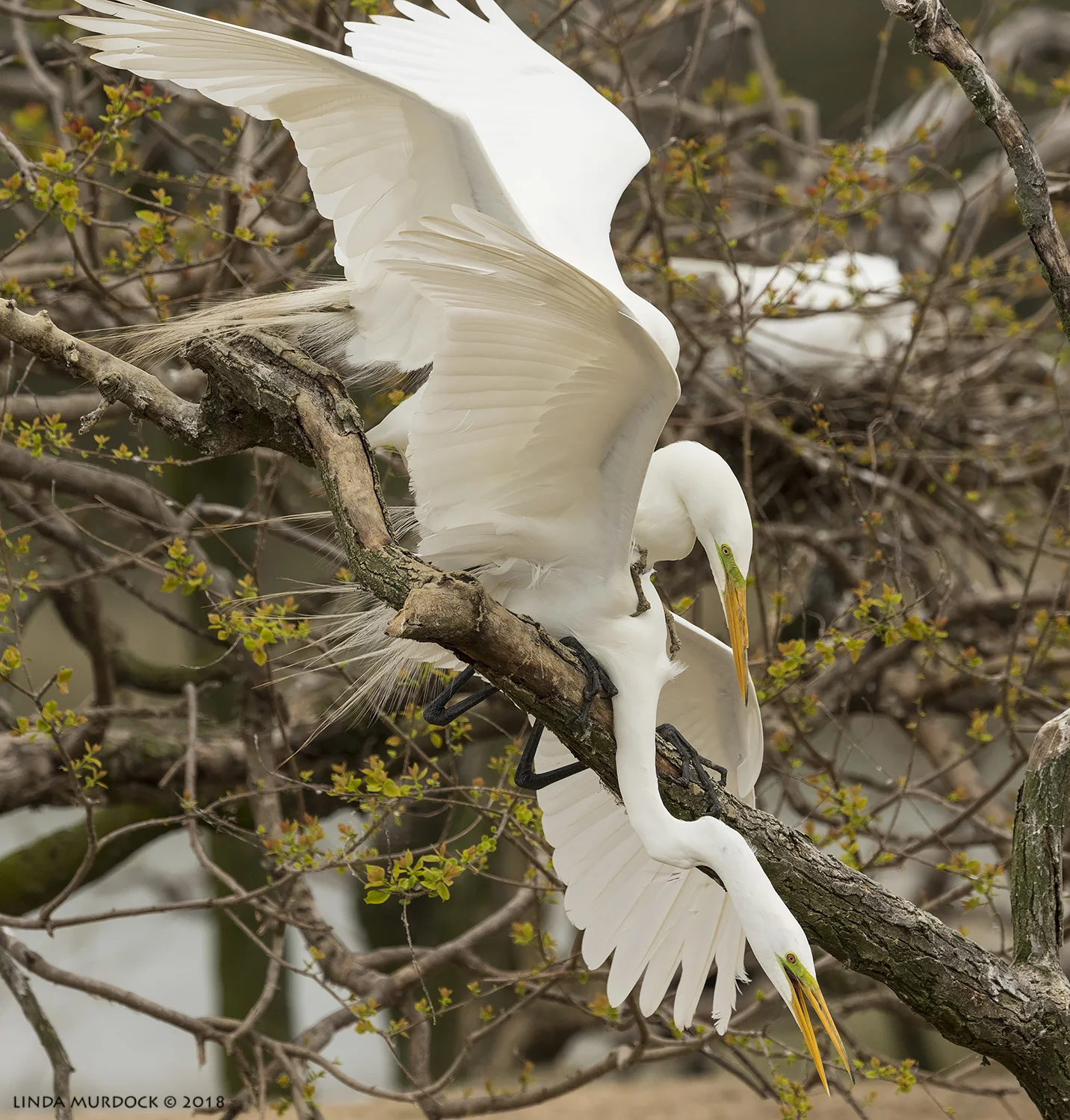Broken Beak and lady friend Nikon D810 with NIKKOR 500mm f/4E VR + Nikon 1.4x TC ~ 1/2500 sec f/7.1 ISO 800; tripod