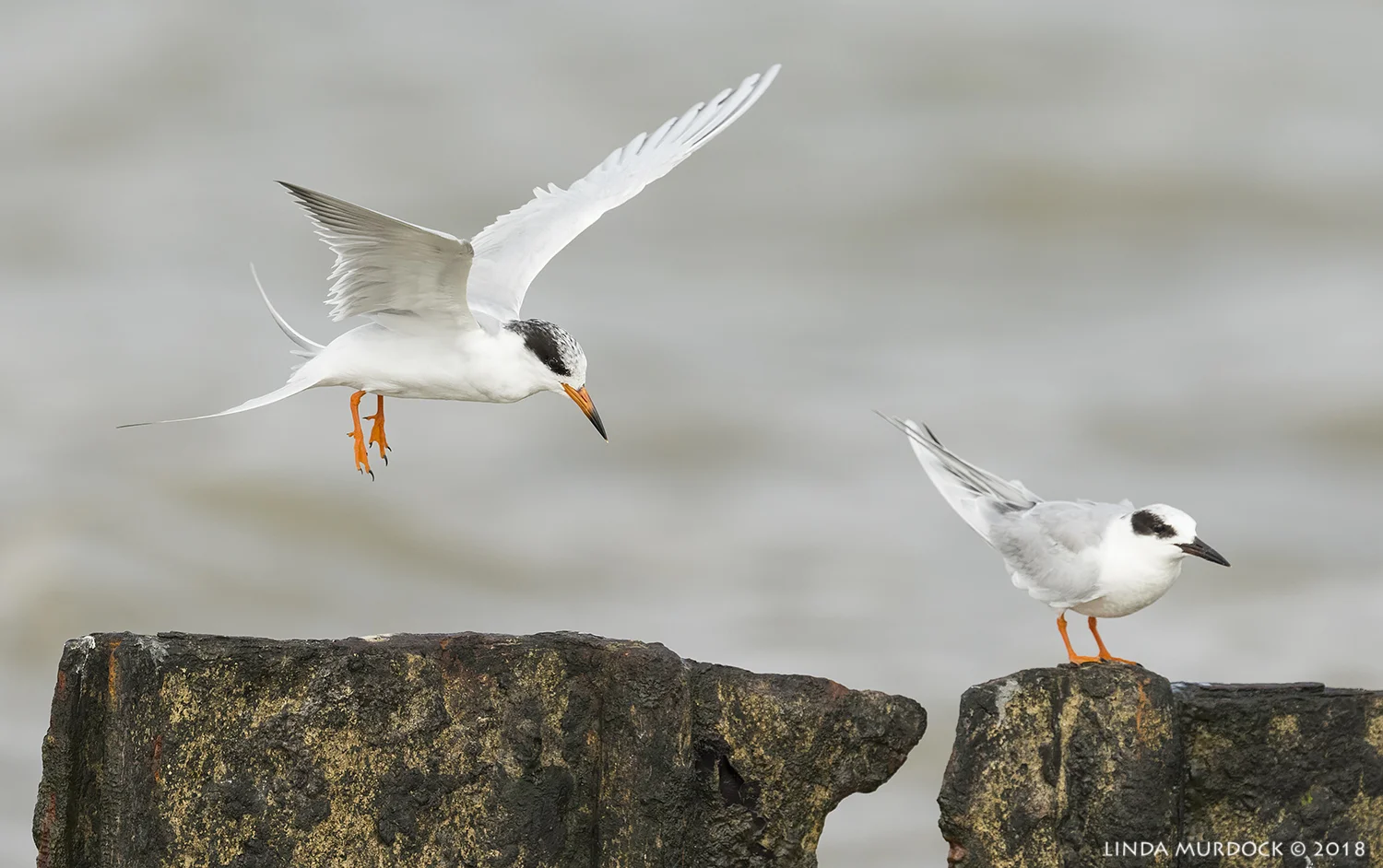 Forster's Terns Nikon D810 with NIKKOR 500mm f/4E VR + Nikon 1.4x TC ~ 1/2500 sec f/7.1 ISO 1000; tripod