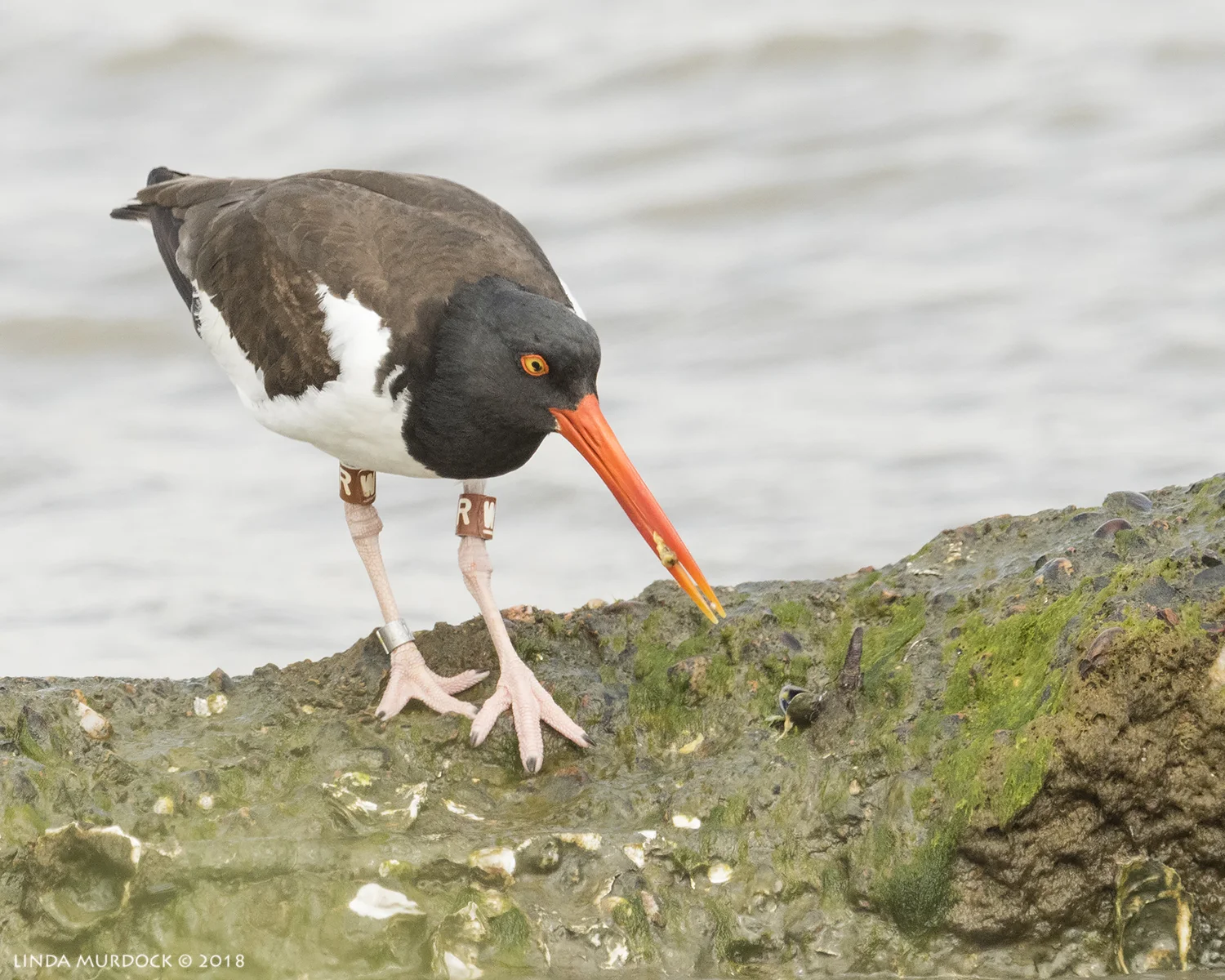 Banded American Oystercatcher at Texas City Dike Nikon D810 with NIKKOR 500mm f/4E VR + Nikon 1.4x TC ~ 1/2500 sec f/7.1 ISO 1000; braced on back of truck