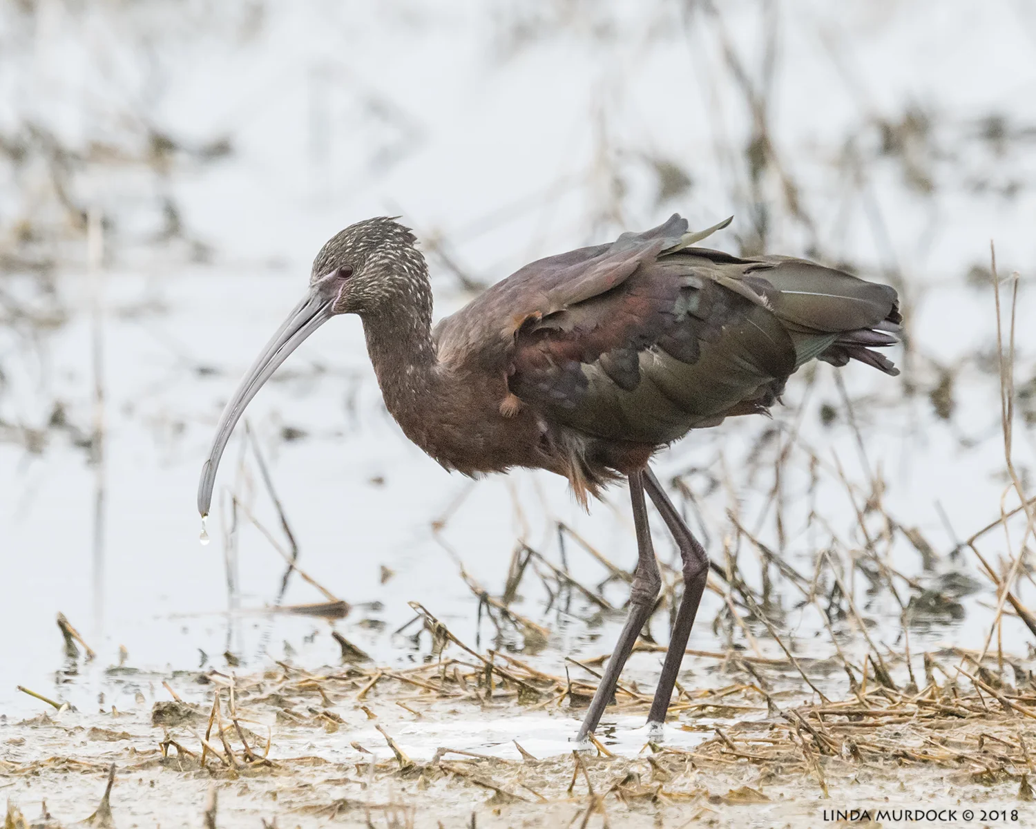 White-faced Ibis Nikon D810 with NIKKOR 500mm f/4E VR + Nikon 1.4x TC ~ 1/1600 sec f/7.1 ISO 2500; braced on back of truck