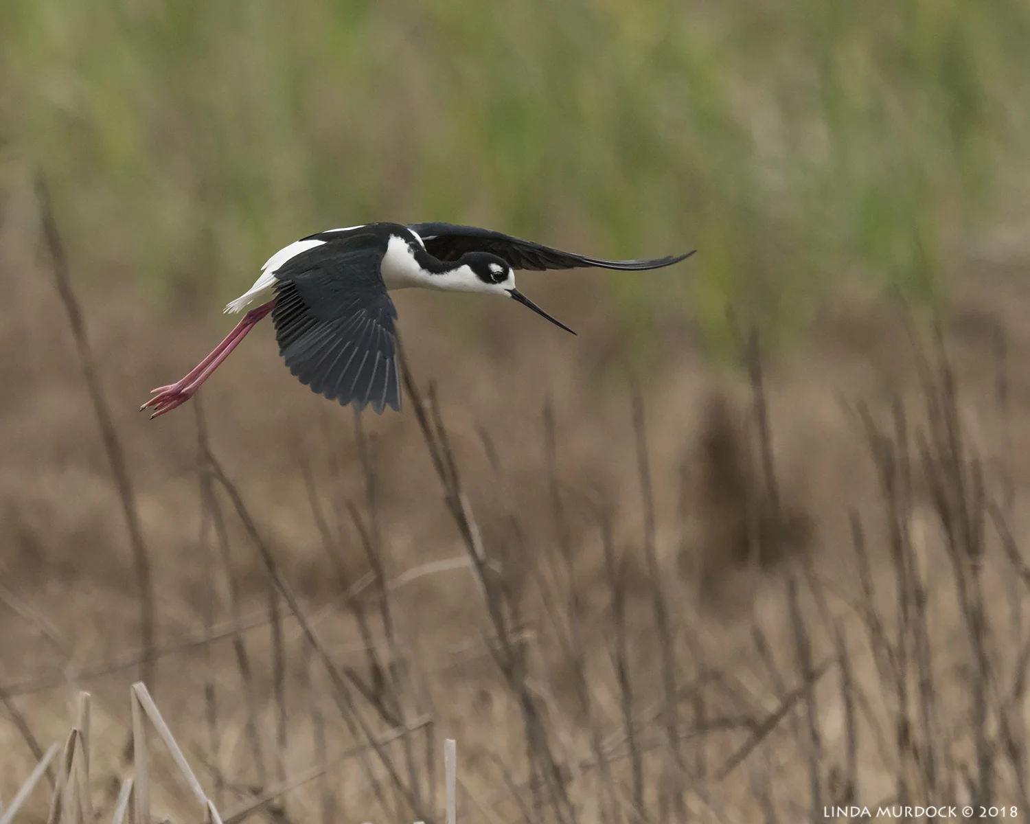Black-necked Stilt Nikon D810 with NIKKOR 500mm f/4E VR + Nikon 1.4x TC ~ 1/1600 sec f/7.1 ISO 2500; braced on back of truck