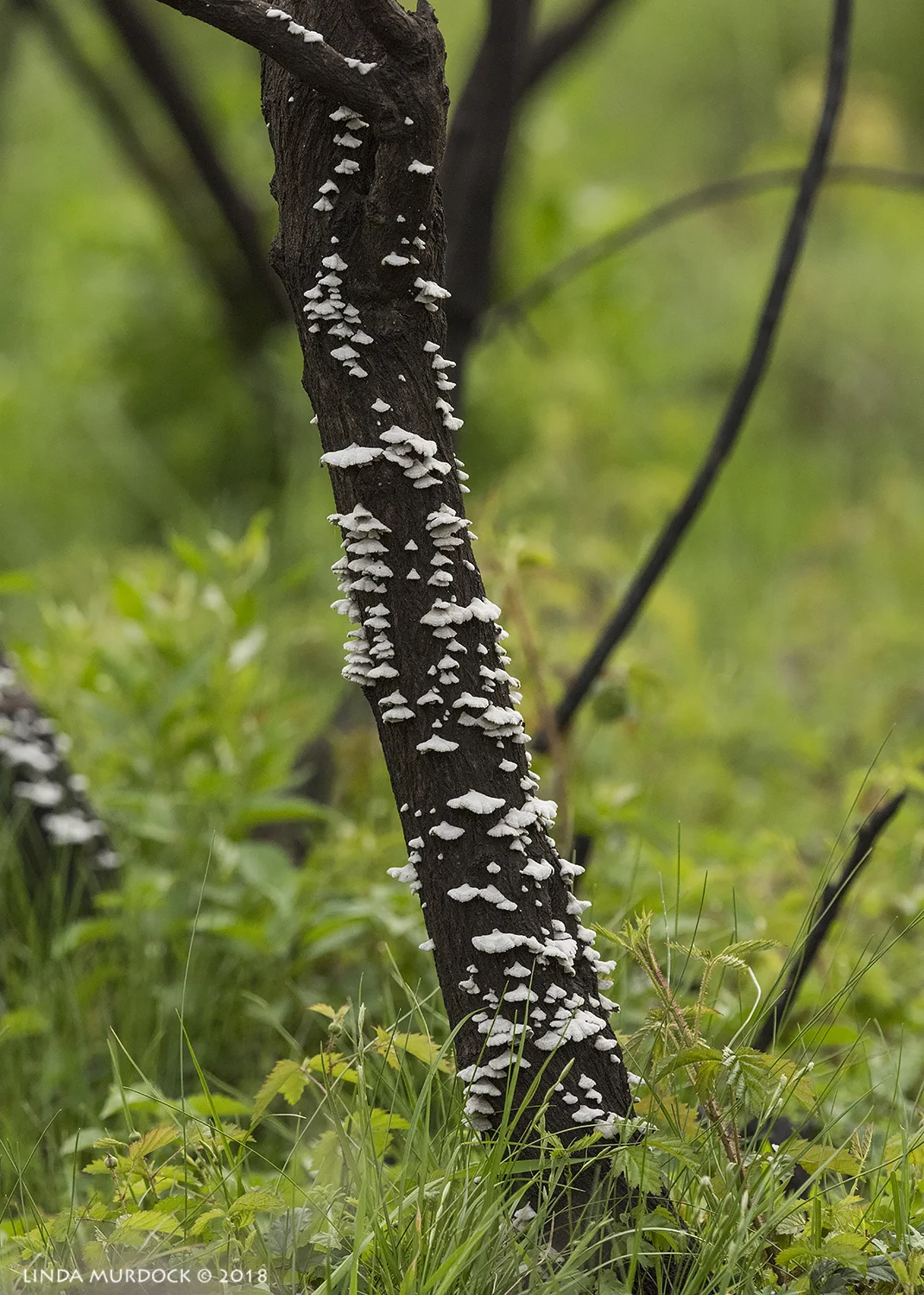 Mysterious fungus Nikon D810 with NIKKOR 500mm f/4E VR + Nikon 1.4x TC ~ 1/500 sec f/9.0 ISO 2000; hand-held
