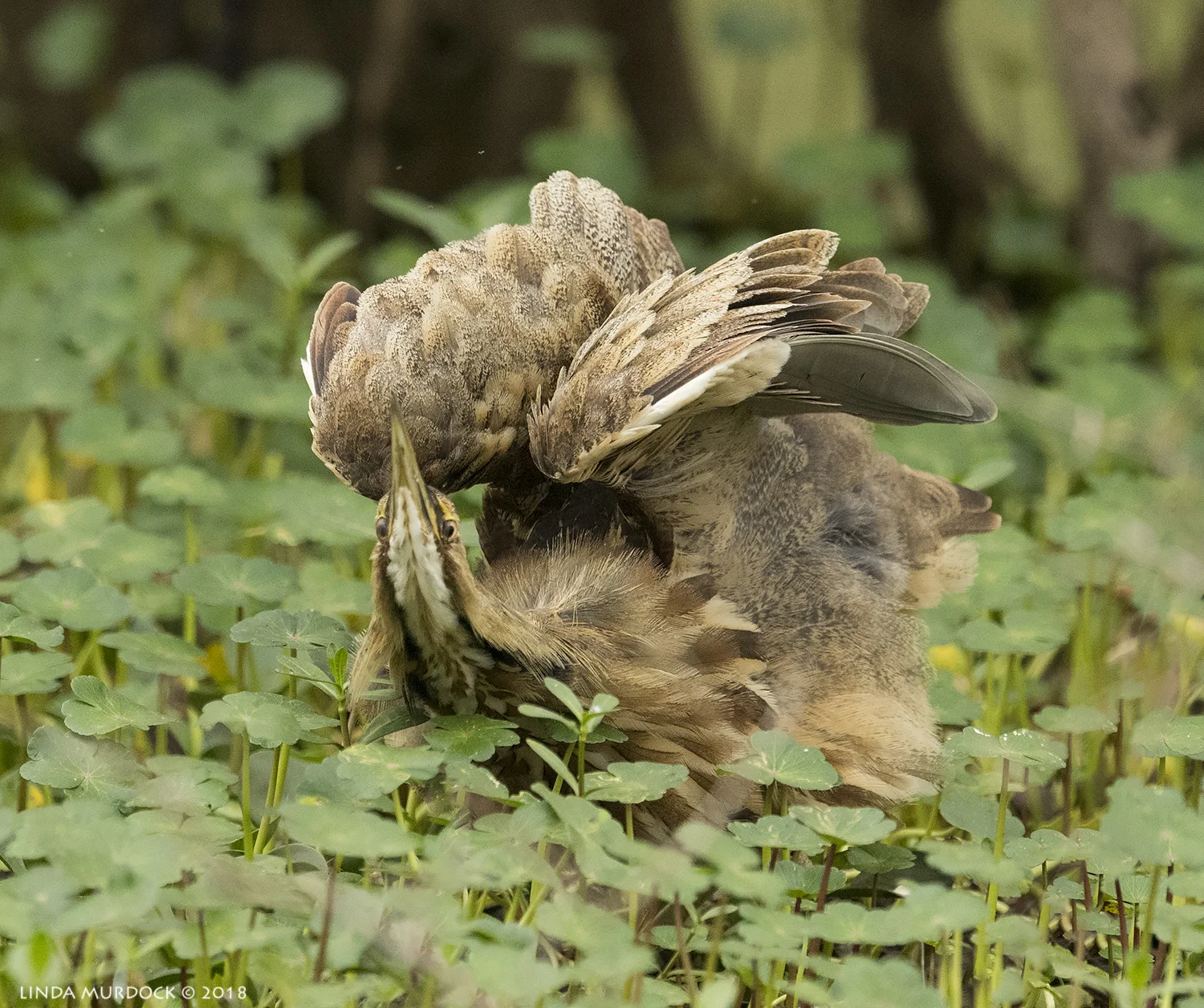 Stretching... Nikon D810 with NIKKOR 500mm f/4E VR + Nikon 1.4x TC ~ 1/1600 sec f/6.3 ISO 2500; tripod