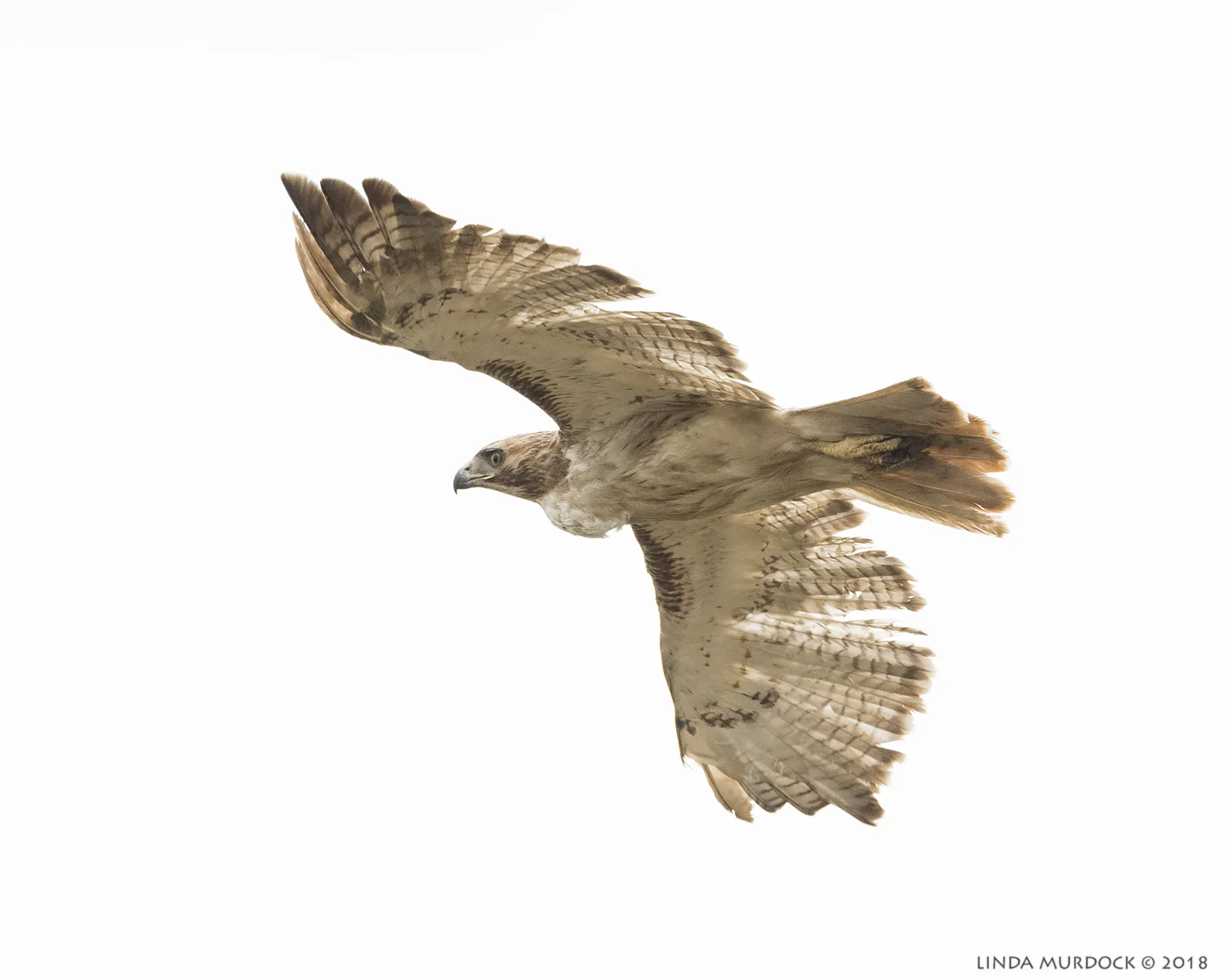 Red-tailed Hawk at Surfside Nikon D810 with NIKKOR 500mm f/4E VR + Nikon 1.4x TC ~ 1/2500 sec f/7.1 ISO 1250; hand-held