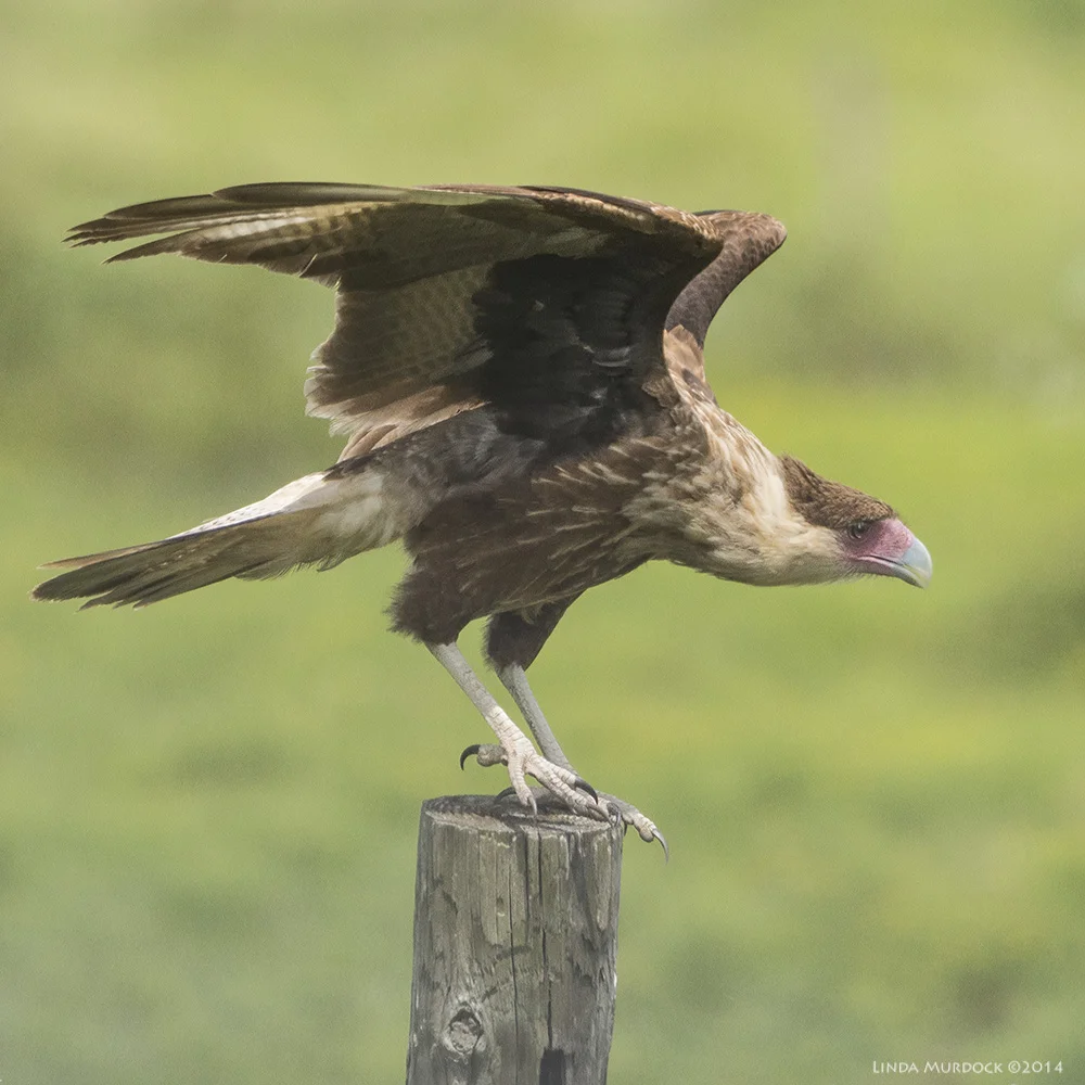 Young guy on a fence post Sony A77II with Sony 70-400 G2 1/1600 sec f/6.3 ISO 400