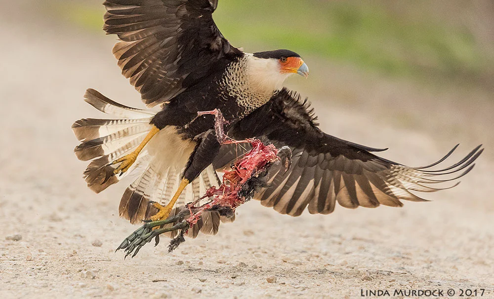 Caracara with PLC Nikon D810 with NIKKOR 500mm f/4E VR + Nikon 1.4x TC ~ 1/2000 sec f/6.3 ISO 2000