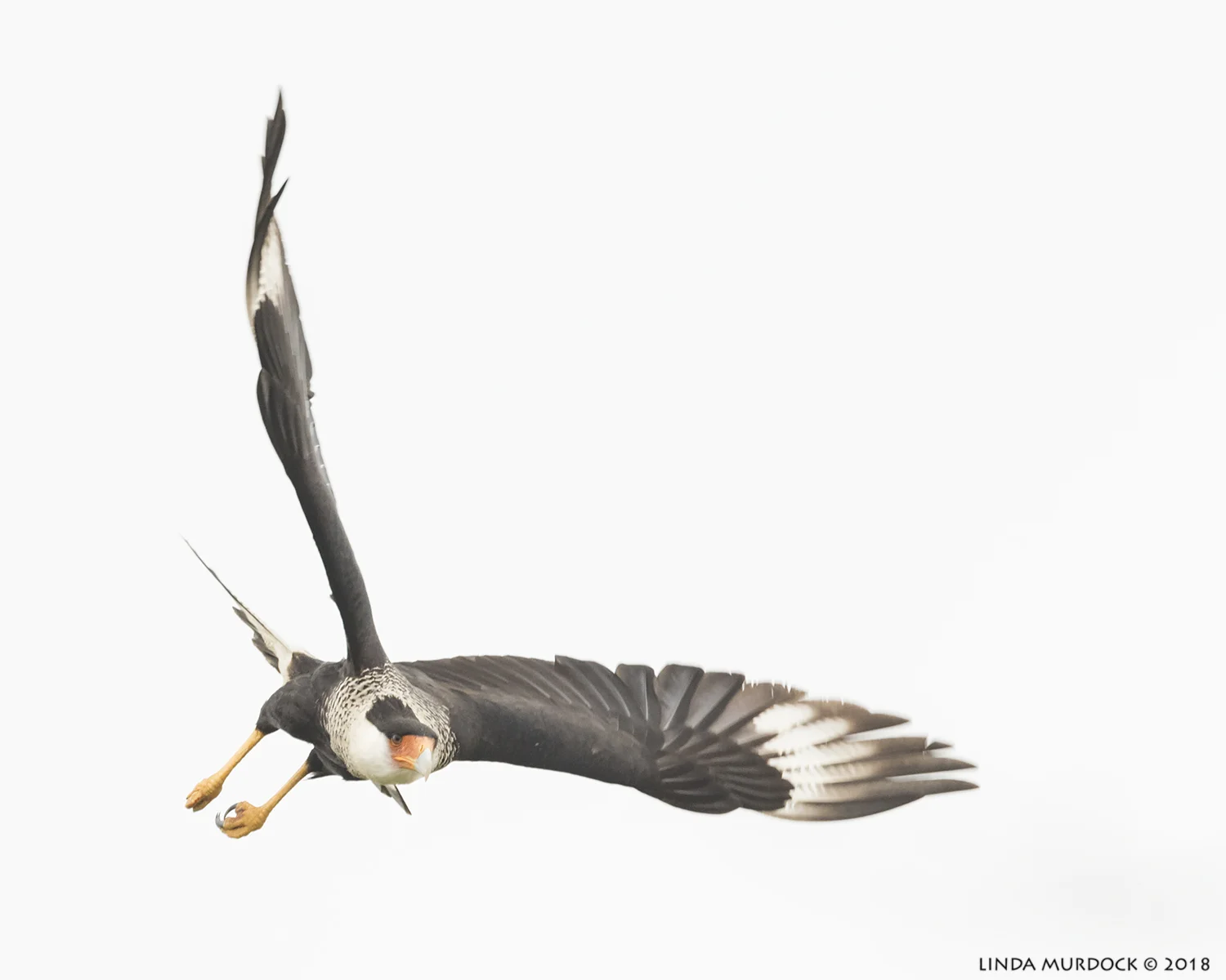 Airborne! Nikon D810 with NIKKOR 500mm f/4E VR + Nikon 1.4x TC ~ 1/1600 sec f/6.3 ISO 1250