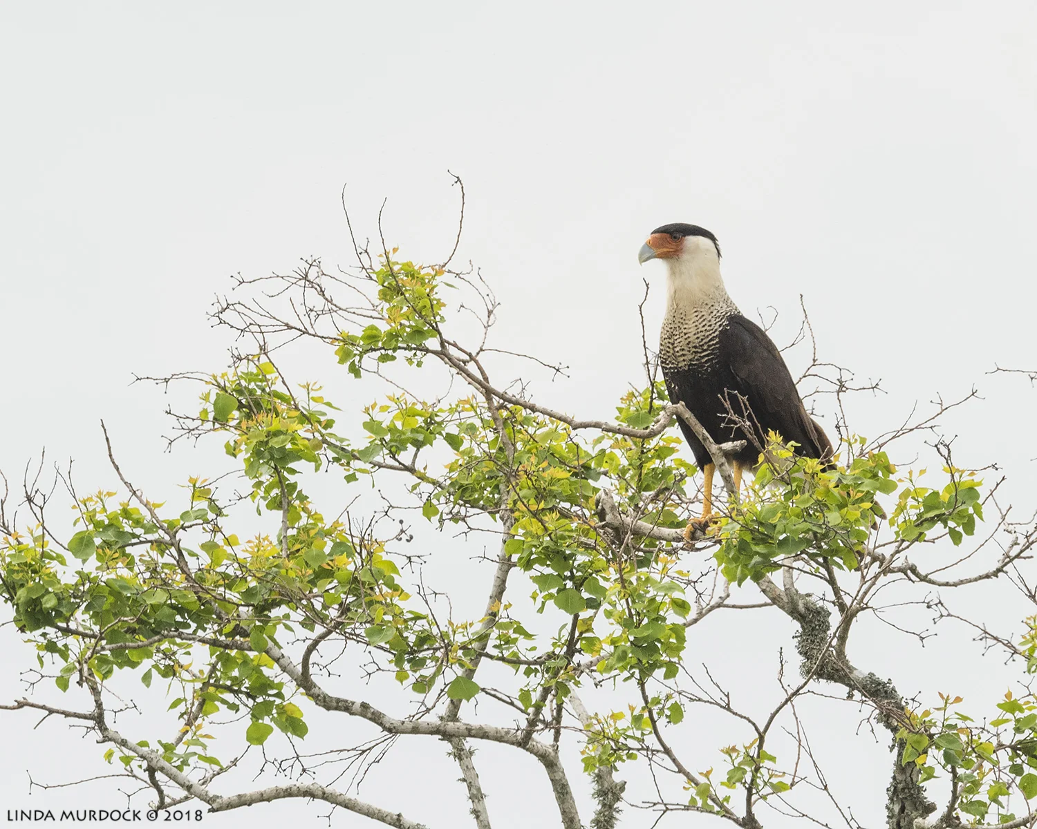 Caracara in another tree Nikon D810 with NIKKOR 500mm f/4E VR + Nikon 1.4x TC ~ 1/2500 sec f/7.1 ISO 800