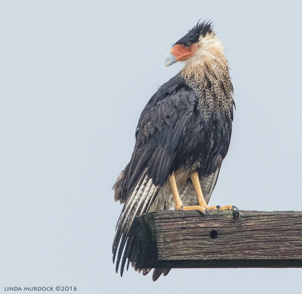 Adult Caracara after the rain Sony A77II with Sony f/4 500 G f/6.3 1/1000 sec ISO 1000; braced against truck window