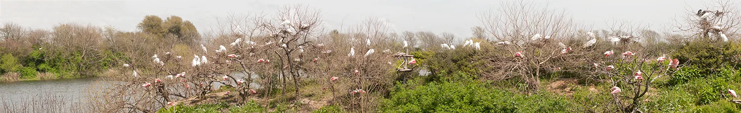 Rookery in Spring of 2014 - Click to embiggen