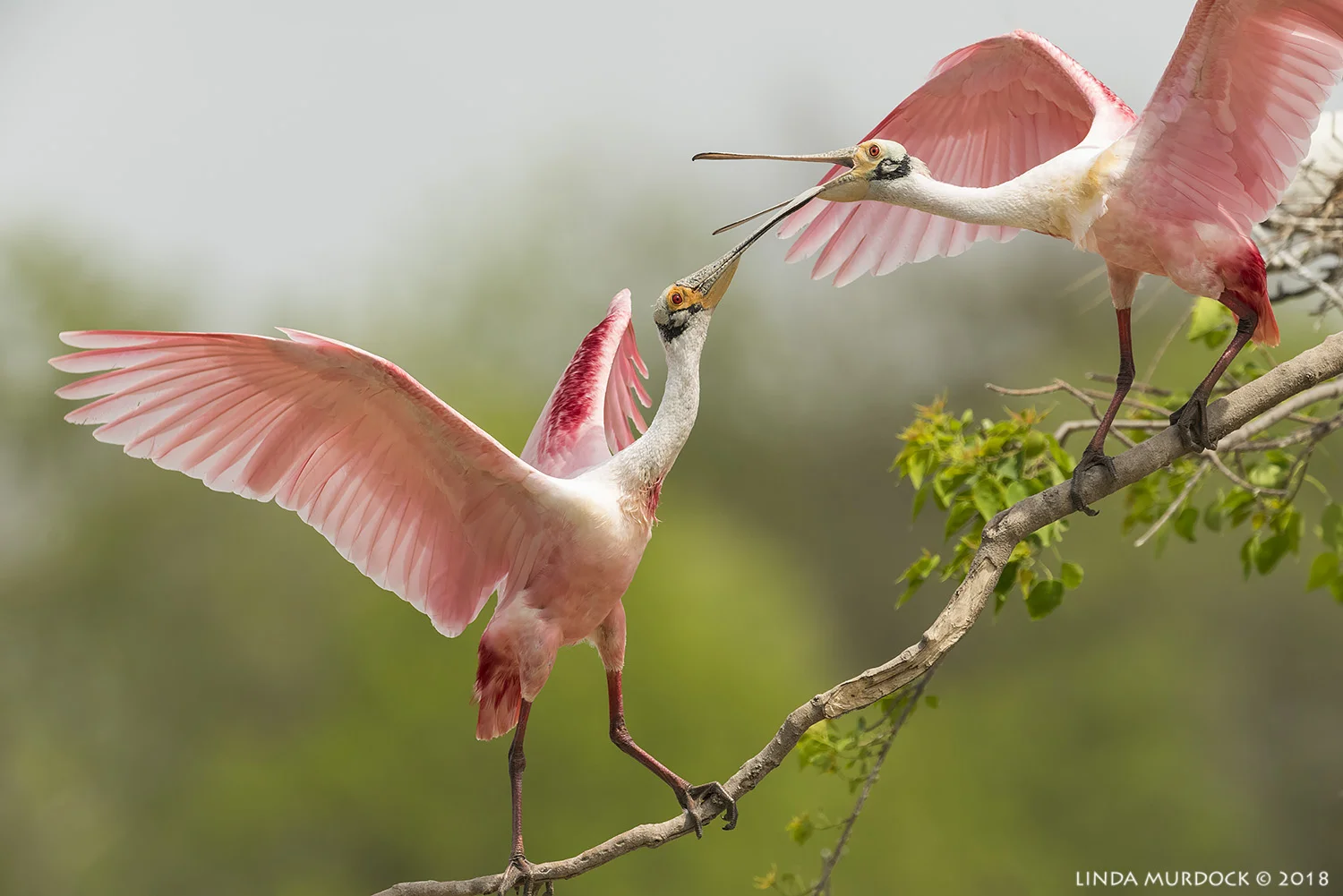 Spoonies clattering. Nikon D810 with NIKKOR 500mm f/4E VR + Nikon 1.4x TC ~ 1/2500 sec f/7.1 ISO 1000; tripod