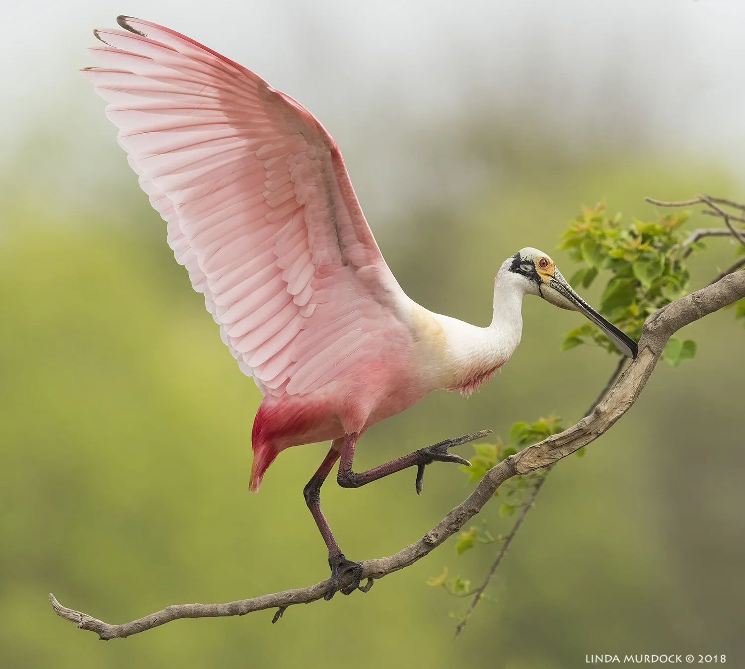 The perfect perch Nikon D810 with NIKKOR 500mm f/4E VR + Nikon 1.4x TC ~ 1/2500 sec f/7.1 ISO 1000; tripod