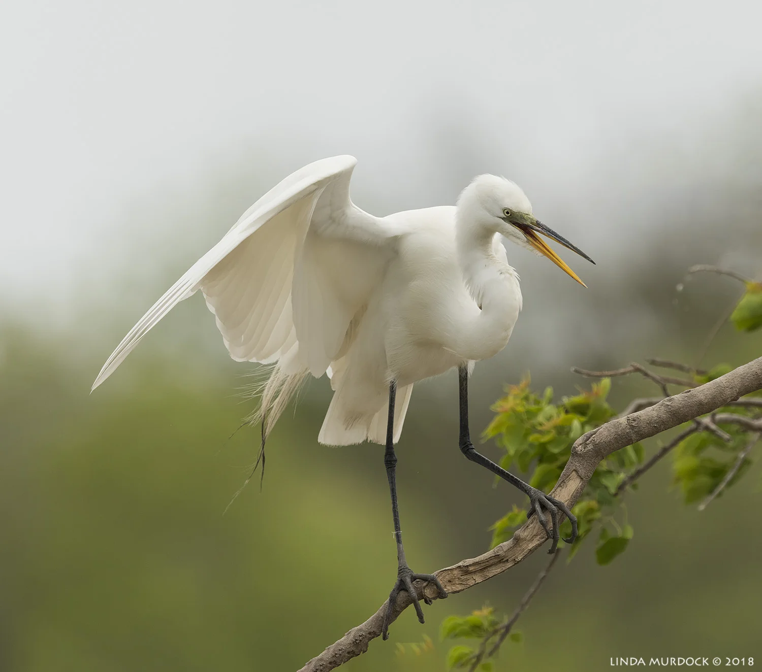 Great Egret with fading green lores Nikon D810 with NIKKOR 500mm f/4E VR + Nikon 1.4x TC ~ 1/2500 sec f/7.1 ISO 1000; tripod