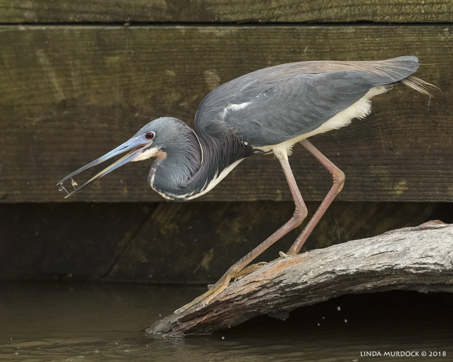 Tricolored Heron in breeding colors at culvert Nikon D810 with NIKKOR 500mm f/4E VR + Nikon 1.4x TC ~ 1/2000 sec f/7.1 ISO 1600; braced on truck bed