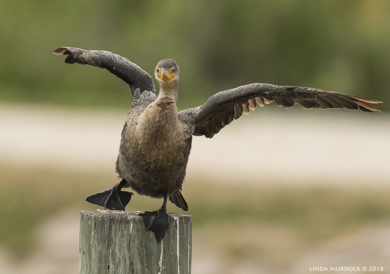 Young Neotropic Cormorant's balancing act Nikon D810 with NIKKOR 500mm f/4E VR + Nikon 1.4x TC ~ 1/2000 sec f/7.1 ISO 1250; braced in open door