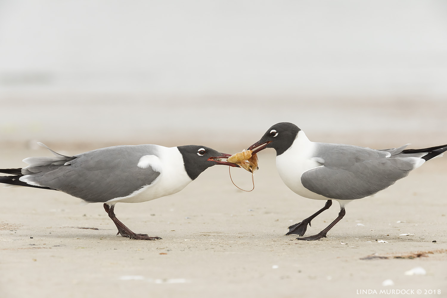 I want it! Nikon D810 with NIKKOR 500mm f/4E VR + Nikon 1.4x TC ~ 1/2500 sec f/8.0 ISO 1250; tripod