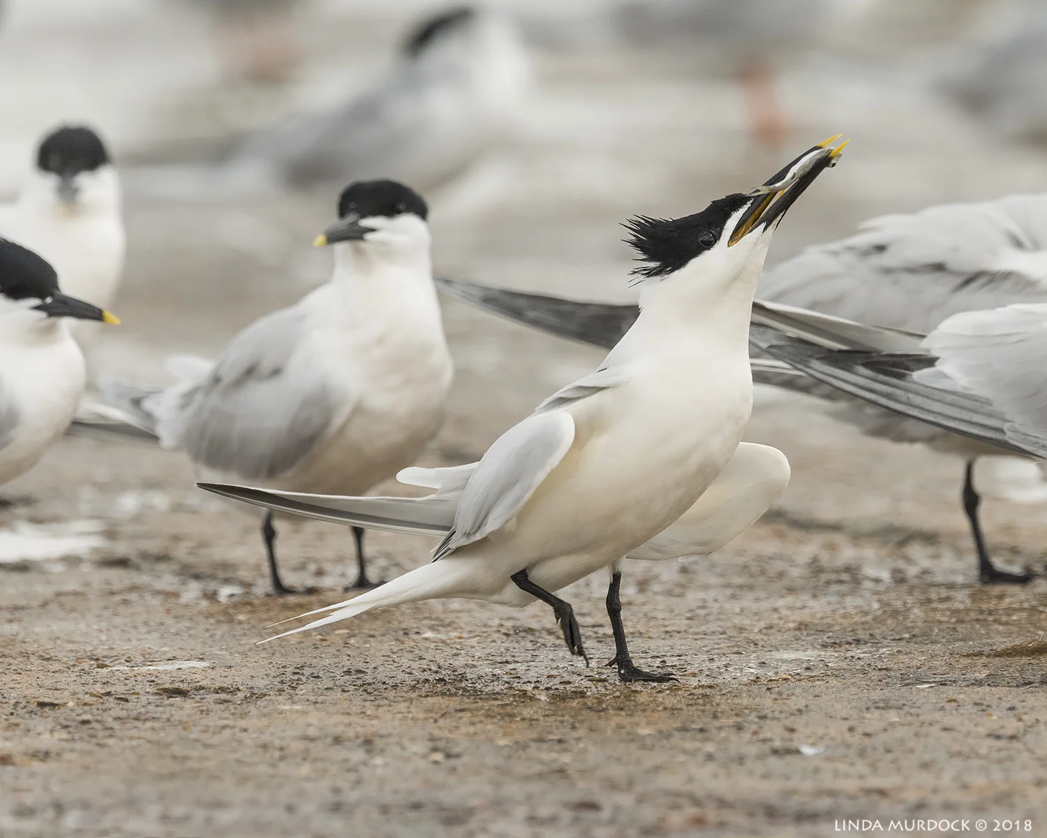 Male Sandwich Tern with fish offering Nikon D810 with NIKKOR 500mm f/4E VR + Nikon 1.4x TC ~ 1/2500 sec f/8.0 ISO 1000; tripod