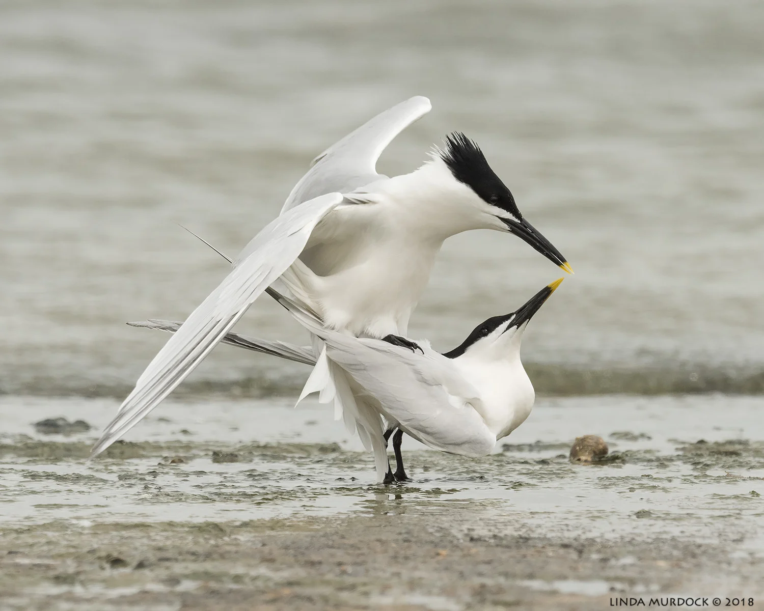 And this is how it is done... Nikon D810 with NIKKOR 500mm f/4E VR + Nikon 1.4x TC ~ 1/2000 sec f/9.0 ISO 640; tripod