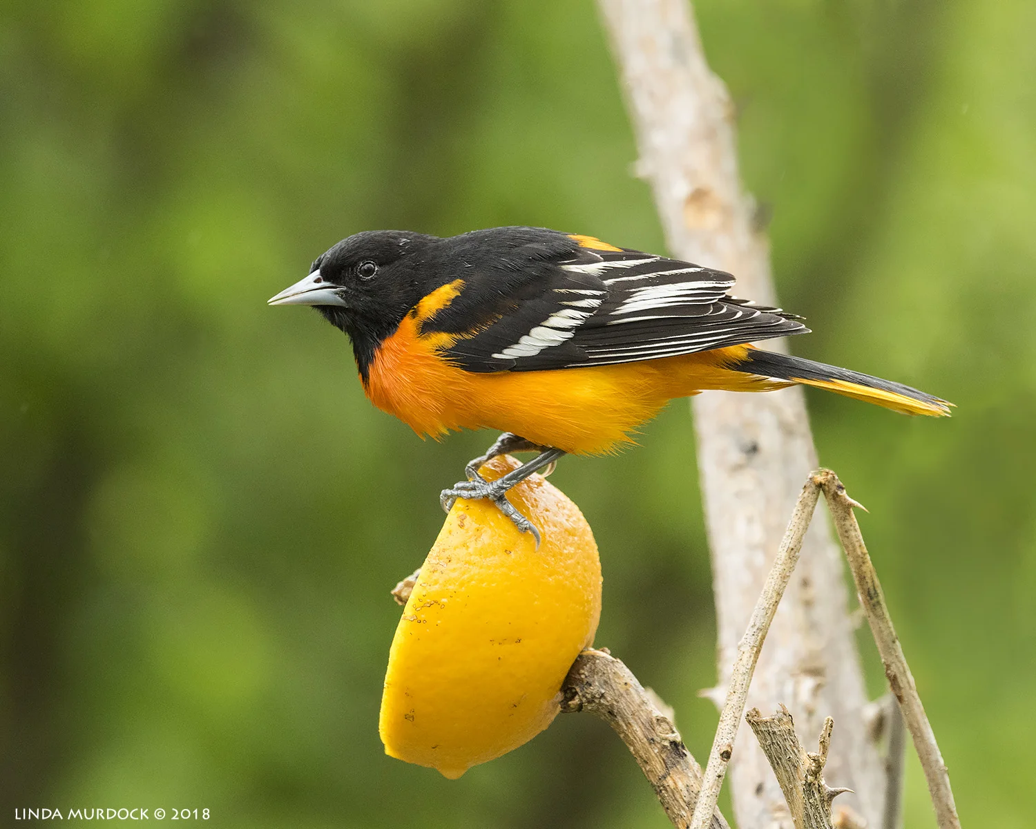 Baltimore Oriole and orange Nikon D810 with NIKKOR 500mm f/4E VR + Nikon 1.4x TC ~ 1/500 sec f/6.3 ISO 2500; tripod
