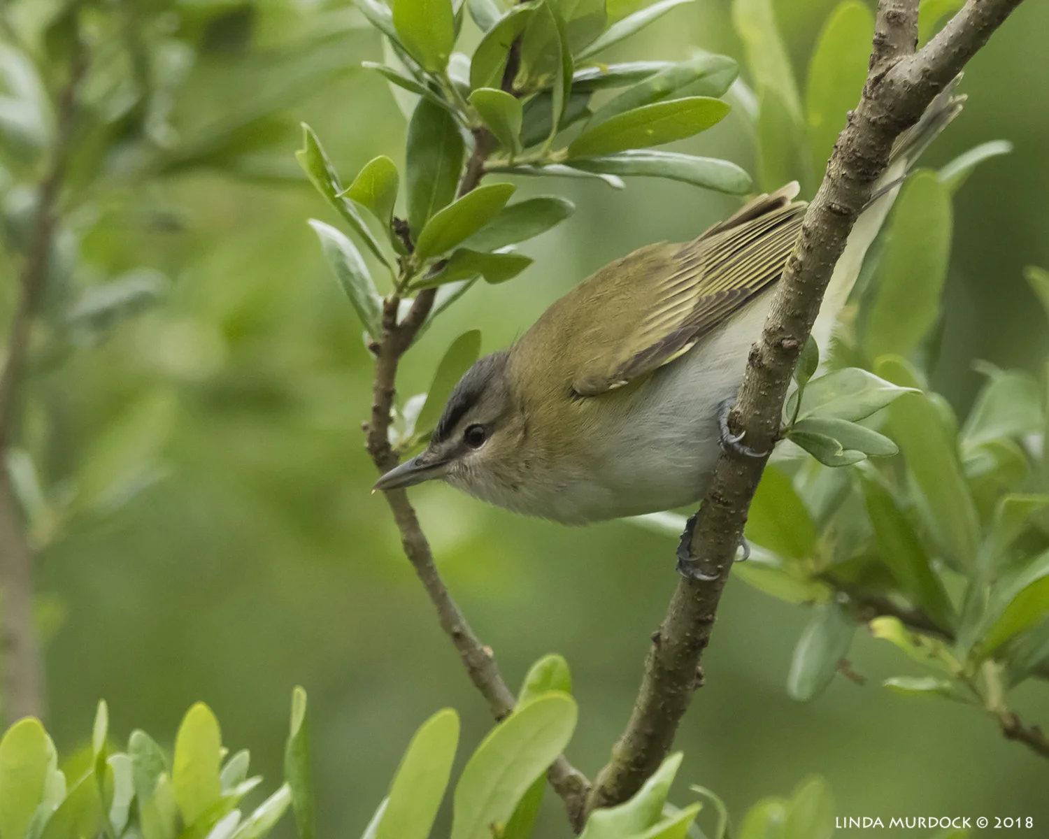 Red-eyed Vireo Nikon D810 with NIKKOR 500mm f/4E VR + Nikon 1.4x TC ~ 1/500 sec f/6.3 ISO 2500; tripod
