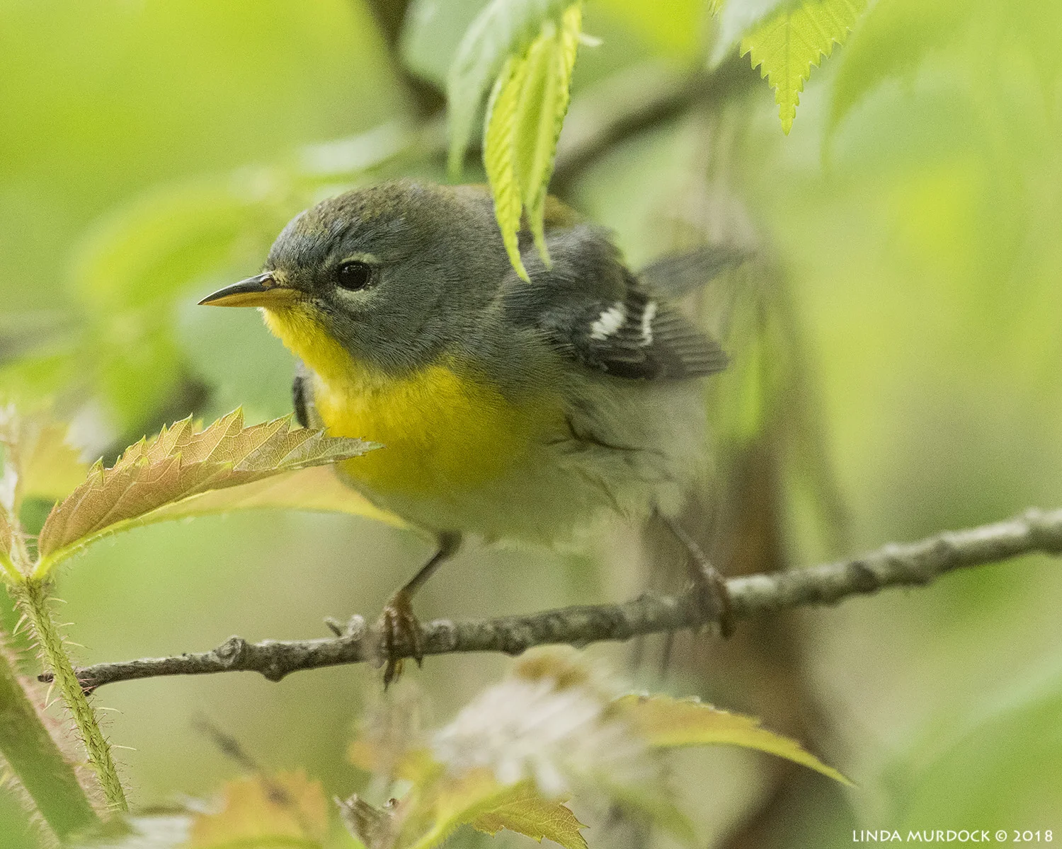 Northern Parula Nikon D810 with NIKKOR 500mm f/4E VR + Nikon 1.4x TC ~ 1/640 sec f/6.3 ISO 2000; tripod