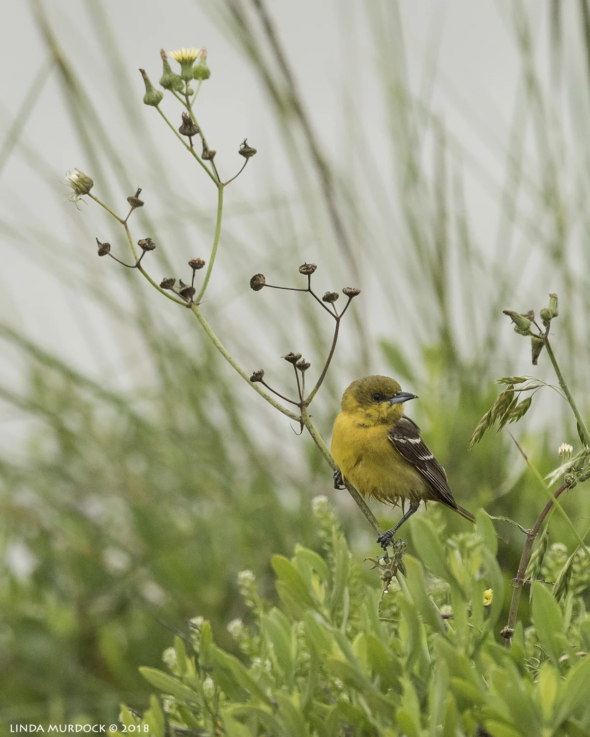 Tentative ID as a Pine Warbler... what do you think? Nikon D810 with NIKKOR 500mm f/4E VR + Nikon 1.4x TC ~ 1/2000 sec f/6.3 ISO 1250; tripod