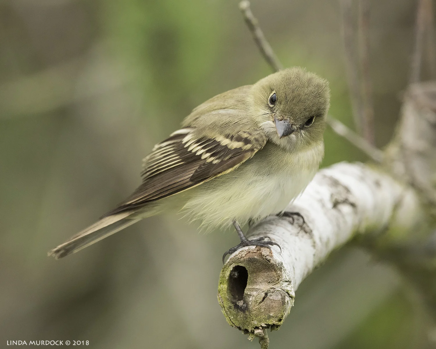 Least Flycatcher Nikon D810 with NIKKOR 500mm f/4E VR + Nikon 1.4x TC ~ 1/1000 sec f/6.3 ISO 2000; tripod