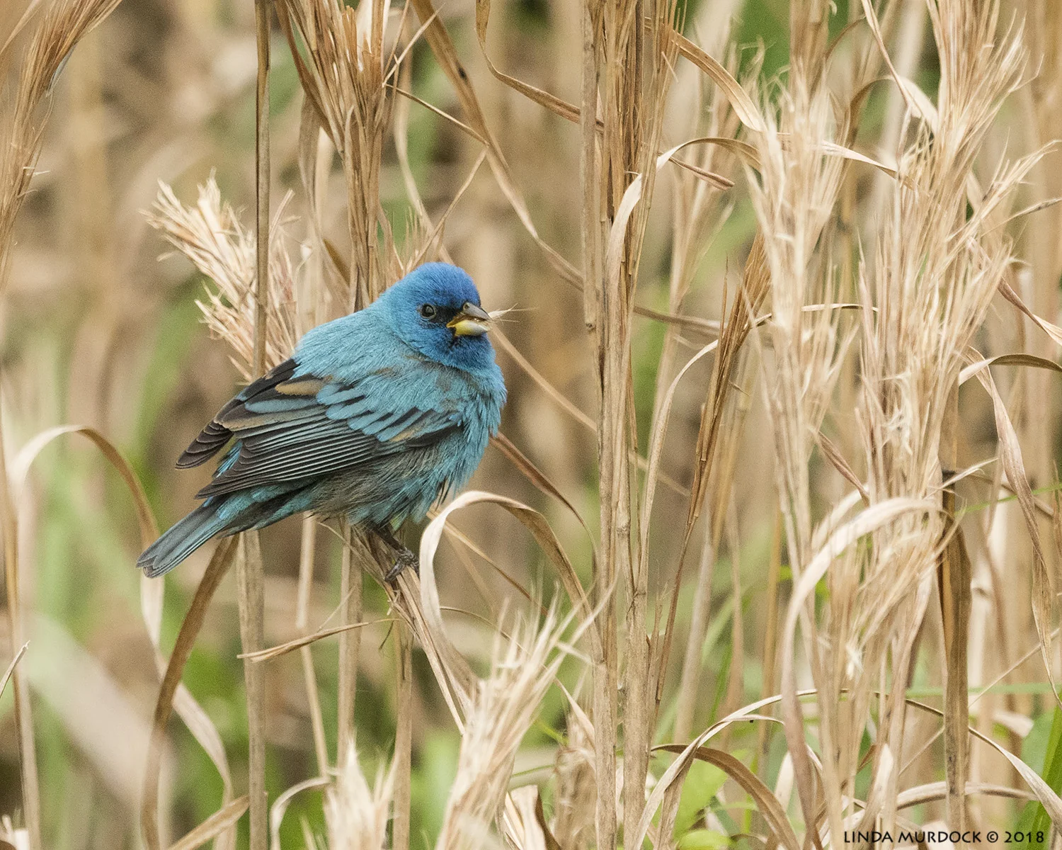 Male Indigo Bunting Nikon D810 with NIKKOR 500mm f/4E VR + Nikon 1.4x TC ~ 1/800 sec f/6.3 ISO 2000; tripod