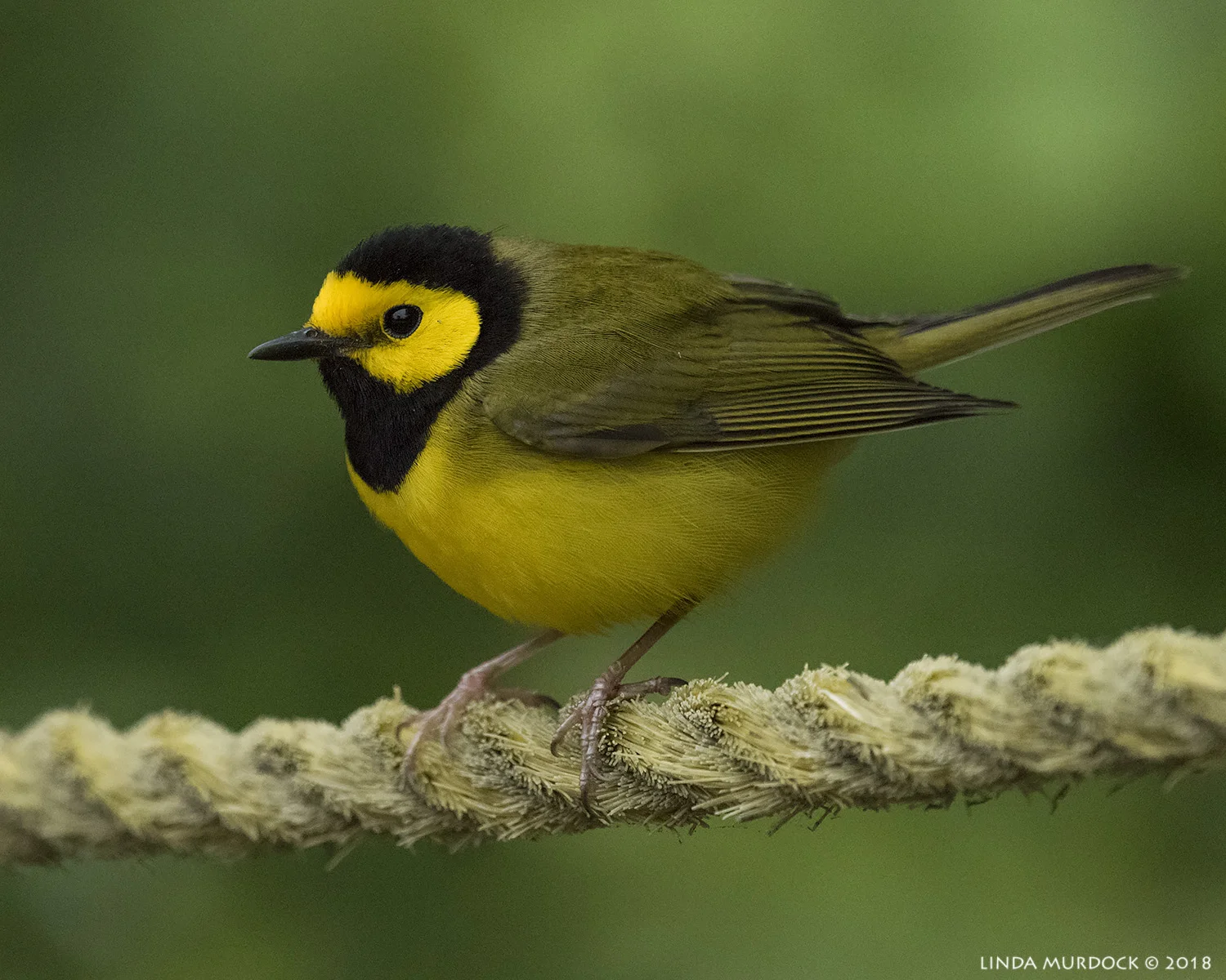 Hooded Warbler (at least not on the ground) Nikon D810 with NIKKOR 500mm f/4E VR + Nikon 1.4x TC ~ 1/500 sec f/6.3 ISO 5000; tripod
