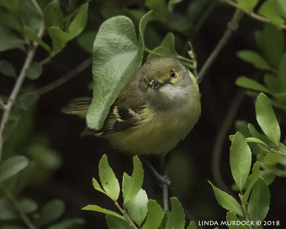 White-eyed Vireo Nikon D810 with NIKKOR 500mm f/4E VR + Nikon 1.4x TC ~ 1/800 sec f/6.3 ISO 3200; tripod