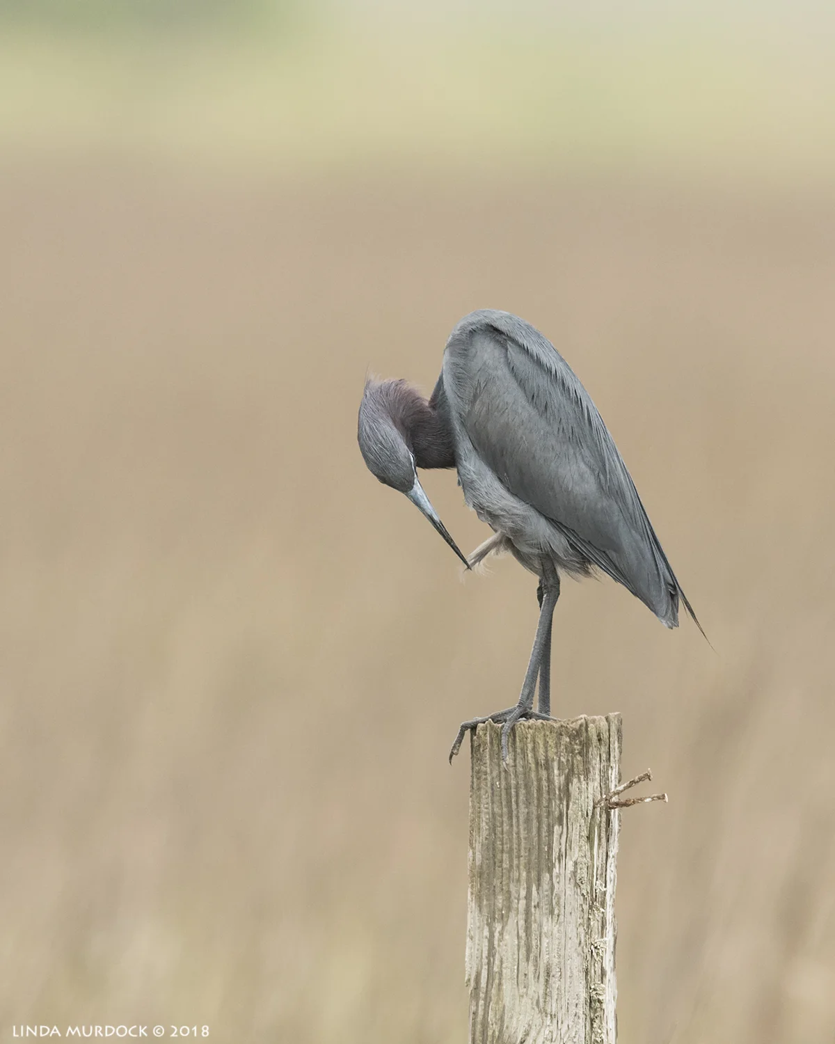 Little Blue Heron preening on a fence post at 700mm Nikon D810 with NIKKOR 500mm f/4E VR + Nikon 1.4x TC ~ 1/2000 sec f/7.1 ISO 1600; braced in window