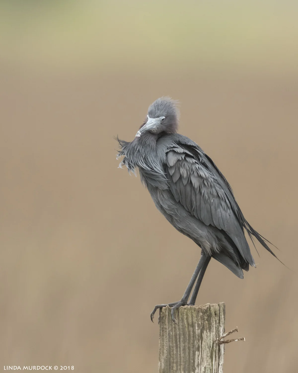 Same Little Blue Heron on fence post at 850mm Nikon D810 with NIKKOR 500mm f/4E VR + Nikon 1.7x TC ~ 1/2000 sec f/7.1 ISO 1600; braced in window