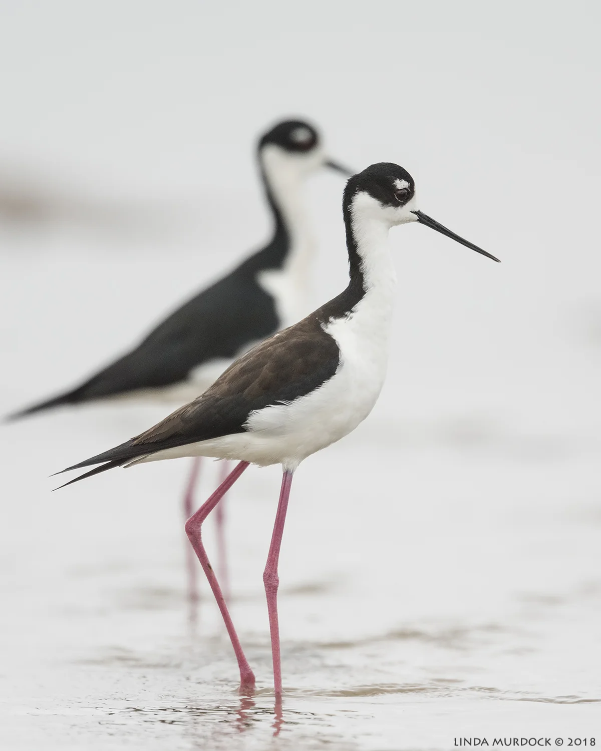 Double couple Nikon D810 with NIKKOR 500mm f/4E VR + Nikon 1.7x TC ~ 1/2000 sec f/7.1 ISO 2000; tripod