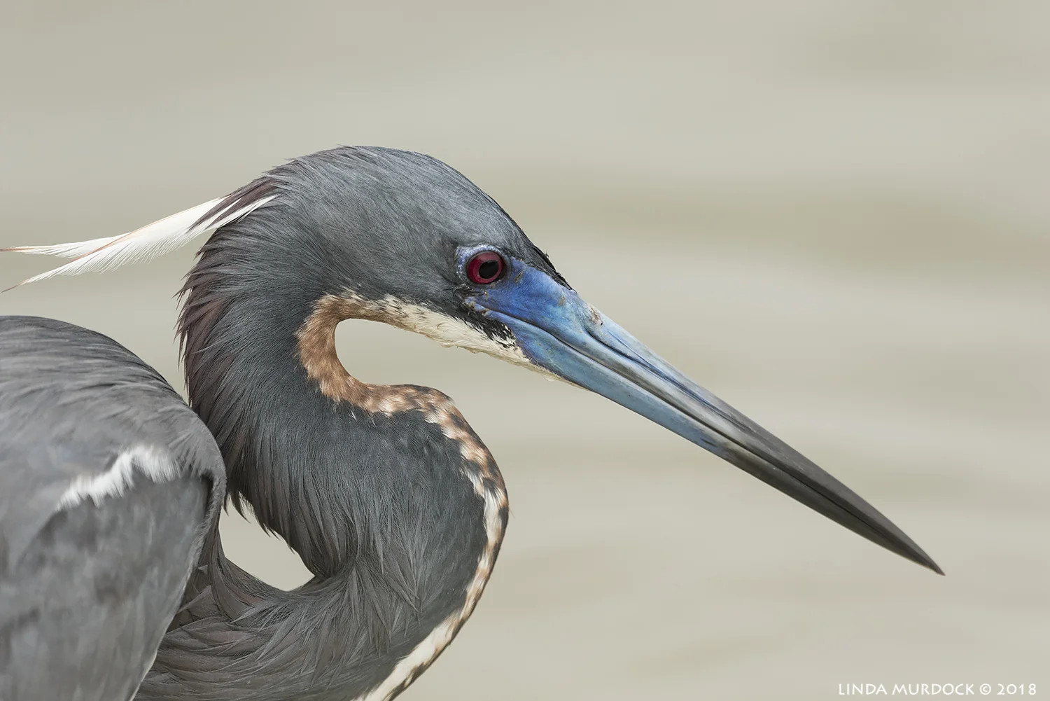 Portrait of Tricolored Heron with breeding colors Nikon D810 with NIKKOR 500mm f/4E VR + Nikon 1.7x TC ~ 1/2000 sec f/7.1 ISO 1250; braced in window