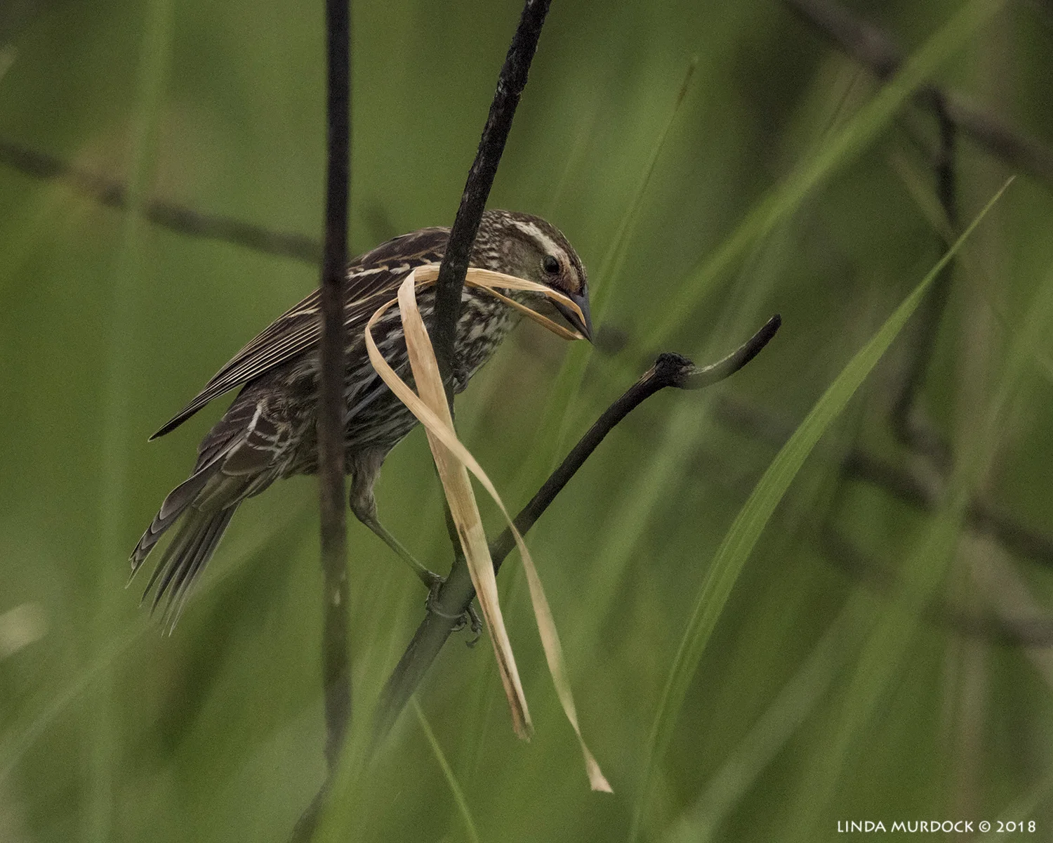 Female Red-winged Blackbird with nesting material Nikon D810 with NIKKOR 500mm f/4E VR + Nikon 1.7x TC ~ 1/2000 sec f/6.7 ISO 2000; braced in truck window