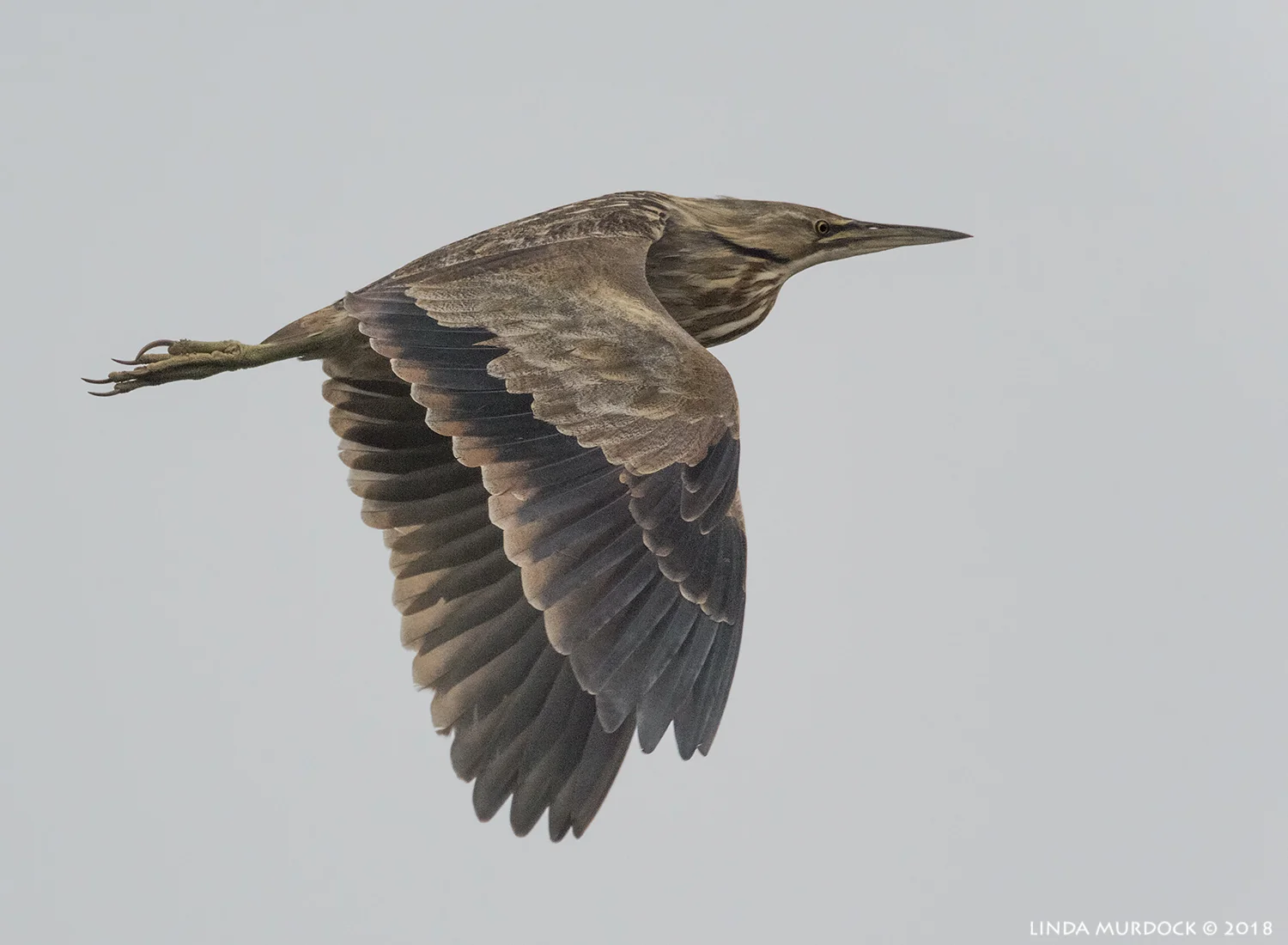American Bittern in flight Nikon D810 with NIKKOR 500mm f/4E VR + Nikon 1.7x TC ~ 1/1600 sec f/6.7 ISO 4000; hand-held