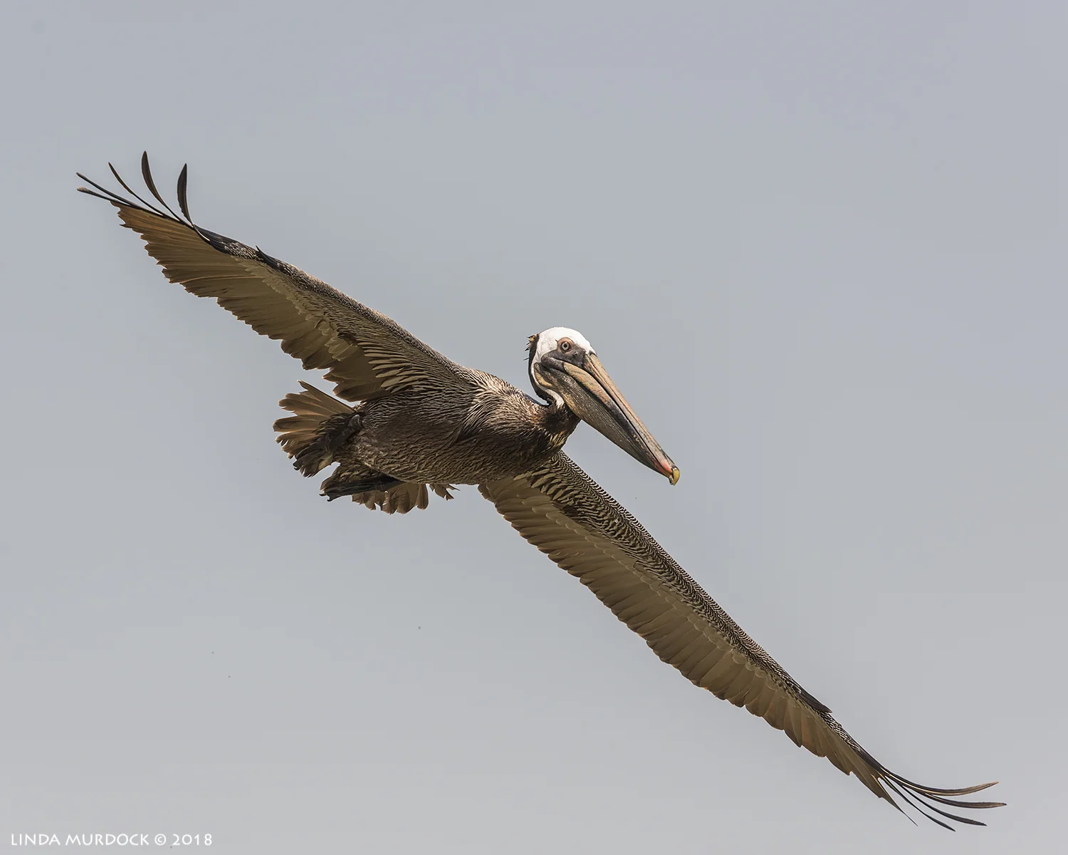 Brown Pelican full stretch sailing on the wind Nikon D810 with NIKKOR 300mm f/4E PF ED VR + Nikon 1.4x TC ~ 1/2500 sec f/7.1 ISO 640; hand-held