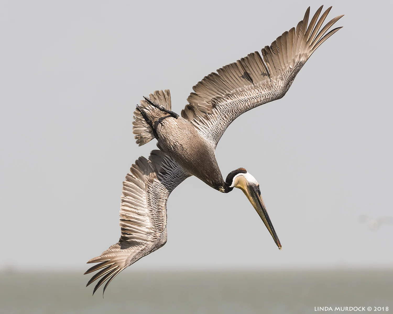 And tilt and to dive... Nikon D810 with NIKKOR 300mm f/4E PF ED VR + Nikon 1.4x TC ~ 1/2500 sec f/7.1 ISO 640; hand-held