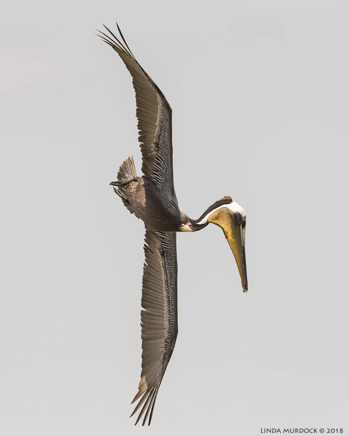 What a pose! Nikon D810 with NIKKOR 300mm f/4E PF ED VR + Nikon 1.4x TC ~ 1/2500 sec f/7.1 ISO 640; hand-held