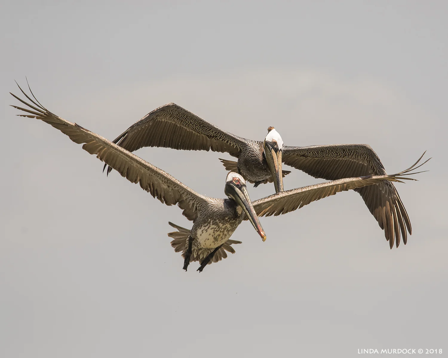 Double pelican pleasure Nikon D810 with NIKKOR 300mm f/4E PF ED VR + Nikon 1.4x TC ~ 1/2500 sec f/7.1 ISO 640; hand-held