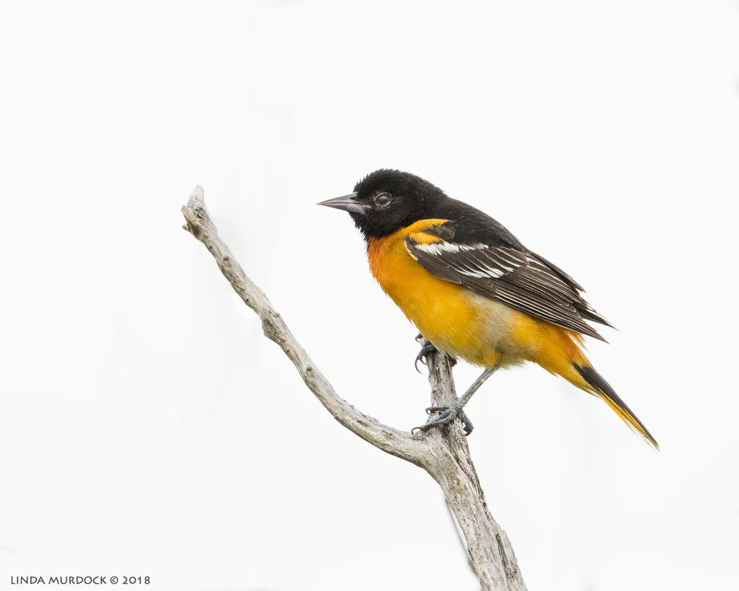 Baltimore Oriole Nikon D810 with NIKKOR 500mm f/4E VR + Nikon 1.7x TC ~ 1/1250 sec f/6.7 ISO 2000; tripod