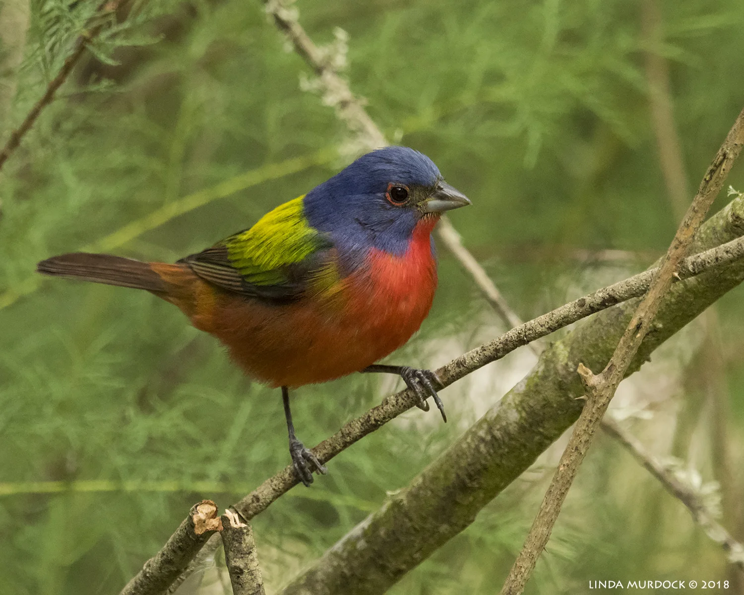 OMG It is a PAINTED BUNTING!!! Nikon D810 with NIKKOR 500mm f/4E VR + Nikon 1.4x TC ~ 1/1000 sec f/7.1 ISO 2000; tripod