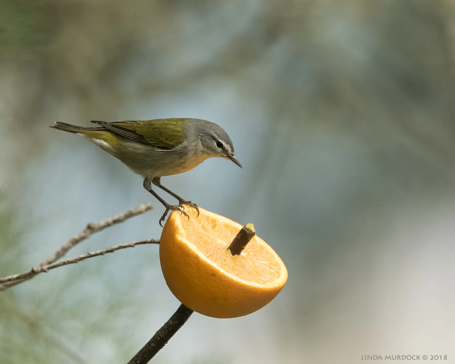 Tennessee Warbler tries something new! Nikon D810 with NIKKOR 500mm f/4E VR + Nikon 1.4x TC ~ 1/2000 sec f/6.3 ISO 1600; tripod