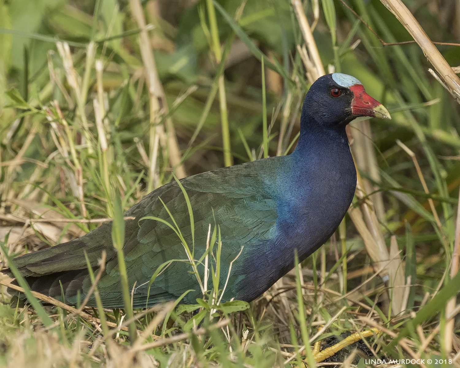 Purple Gallinule just before disappearing into the high grass Nikon D810 with NIKKOR 500mm f/4E VR + Nikon 1.4x TC ~ 1/2000 sec f/7.1 ISO 1250; hand-held